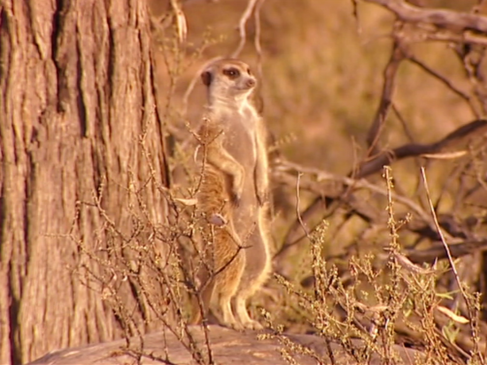 Meerkat Manor Flower Dies