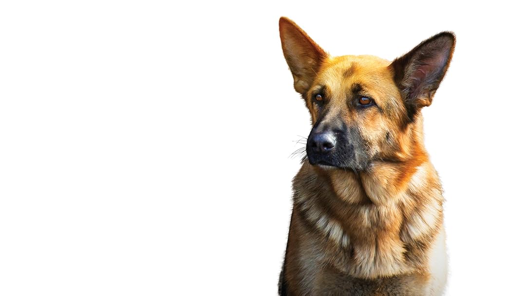 Prime Video Zack Cane eroe