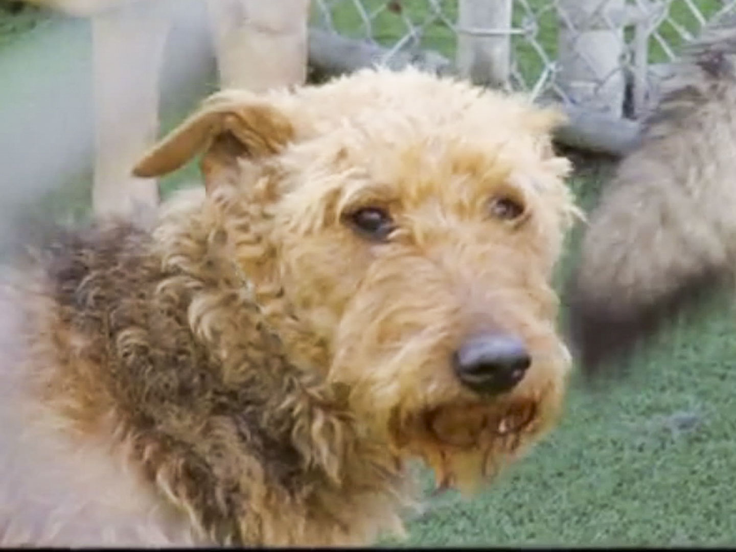 Can You Teach An Old Dog New Tricks Mythbusters