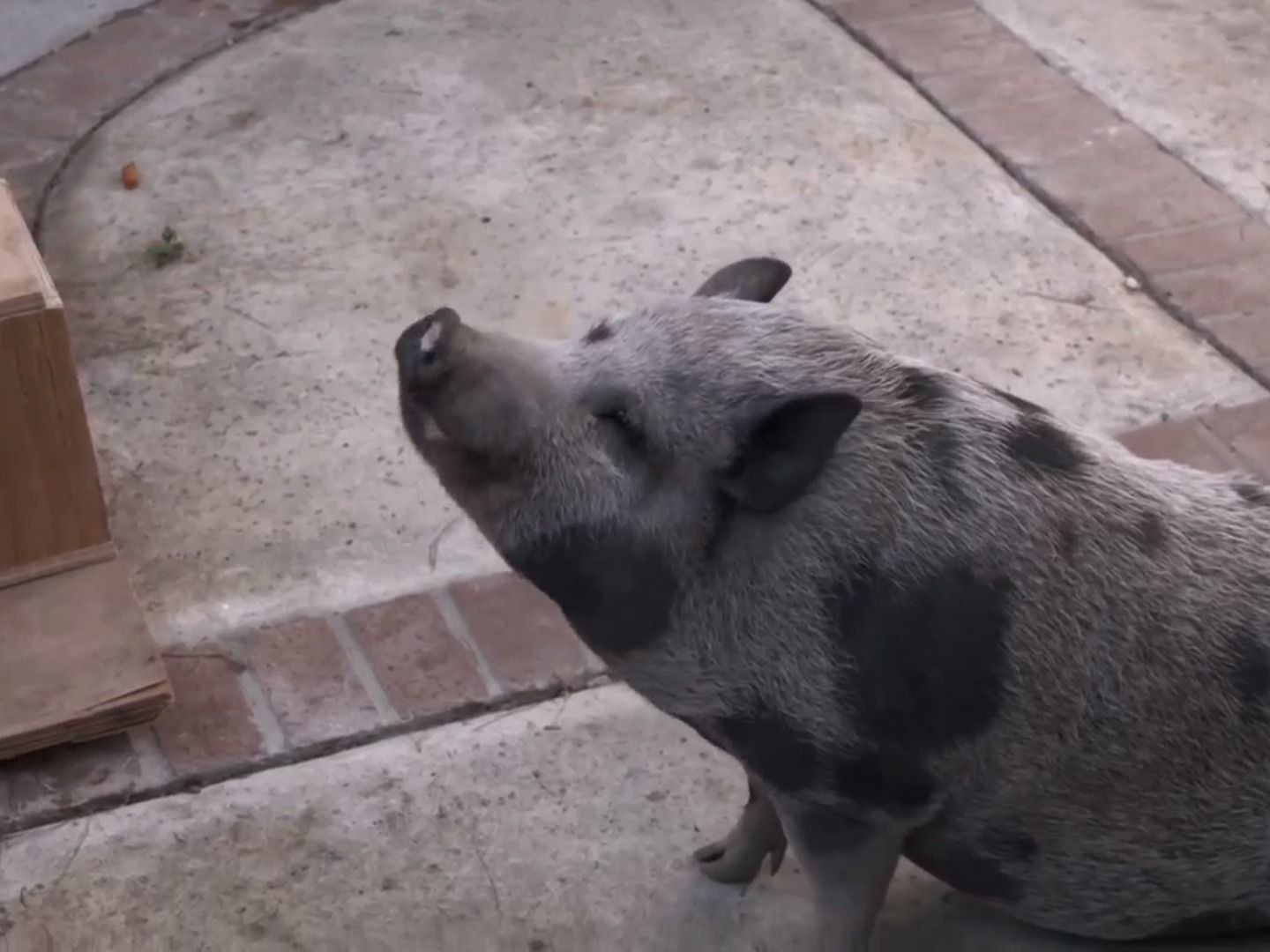 Prime Video Animal Cribs Season 2