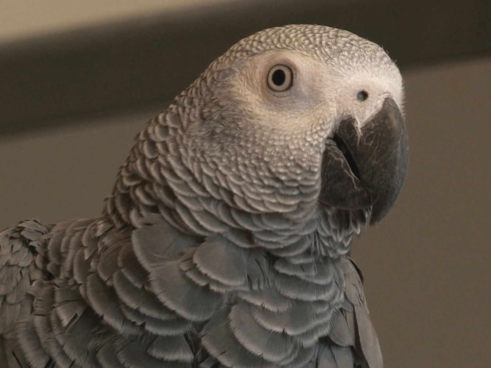 Prime Video Auf Wiedersehen My Pet