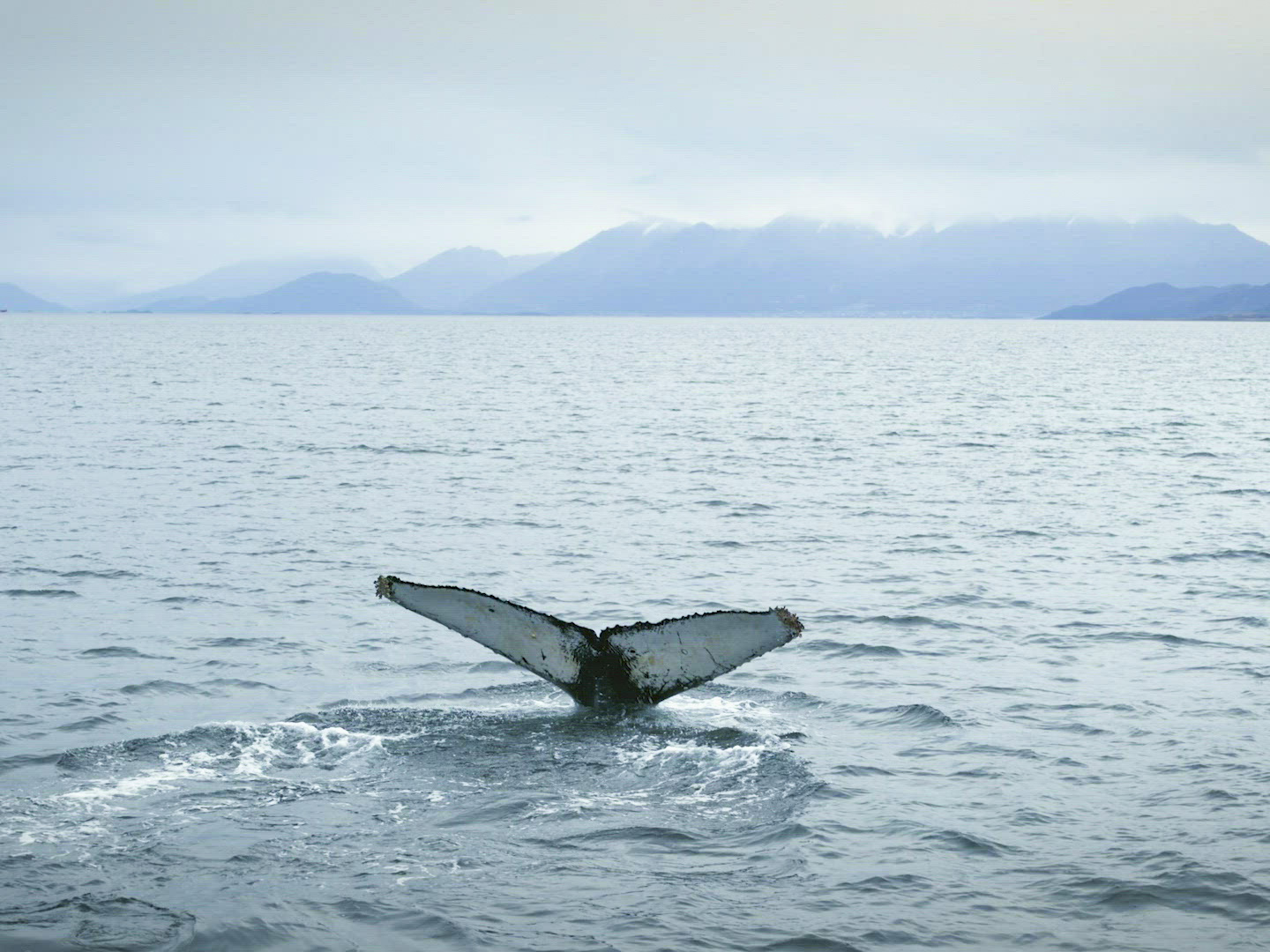Prime Video Patagônia Extraordinária Season 1