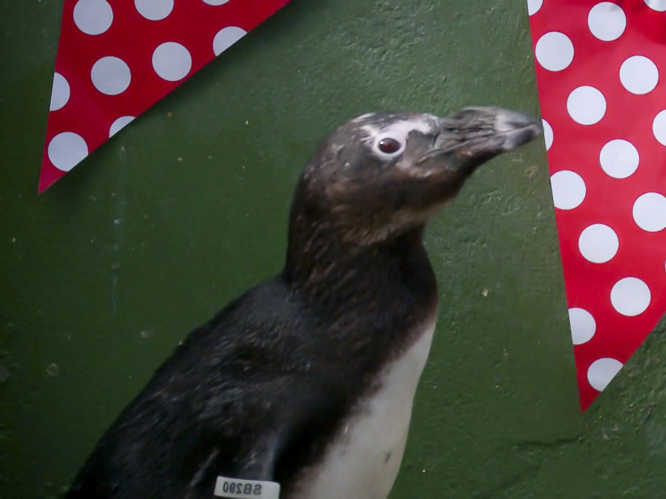 Prime Video Meet The Penguins Season 1