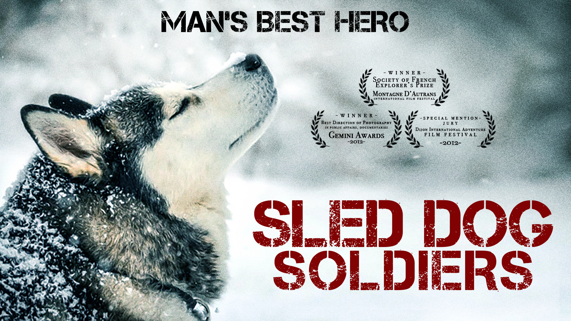 sled dogs amazon