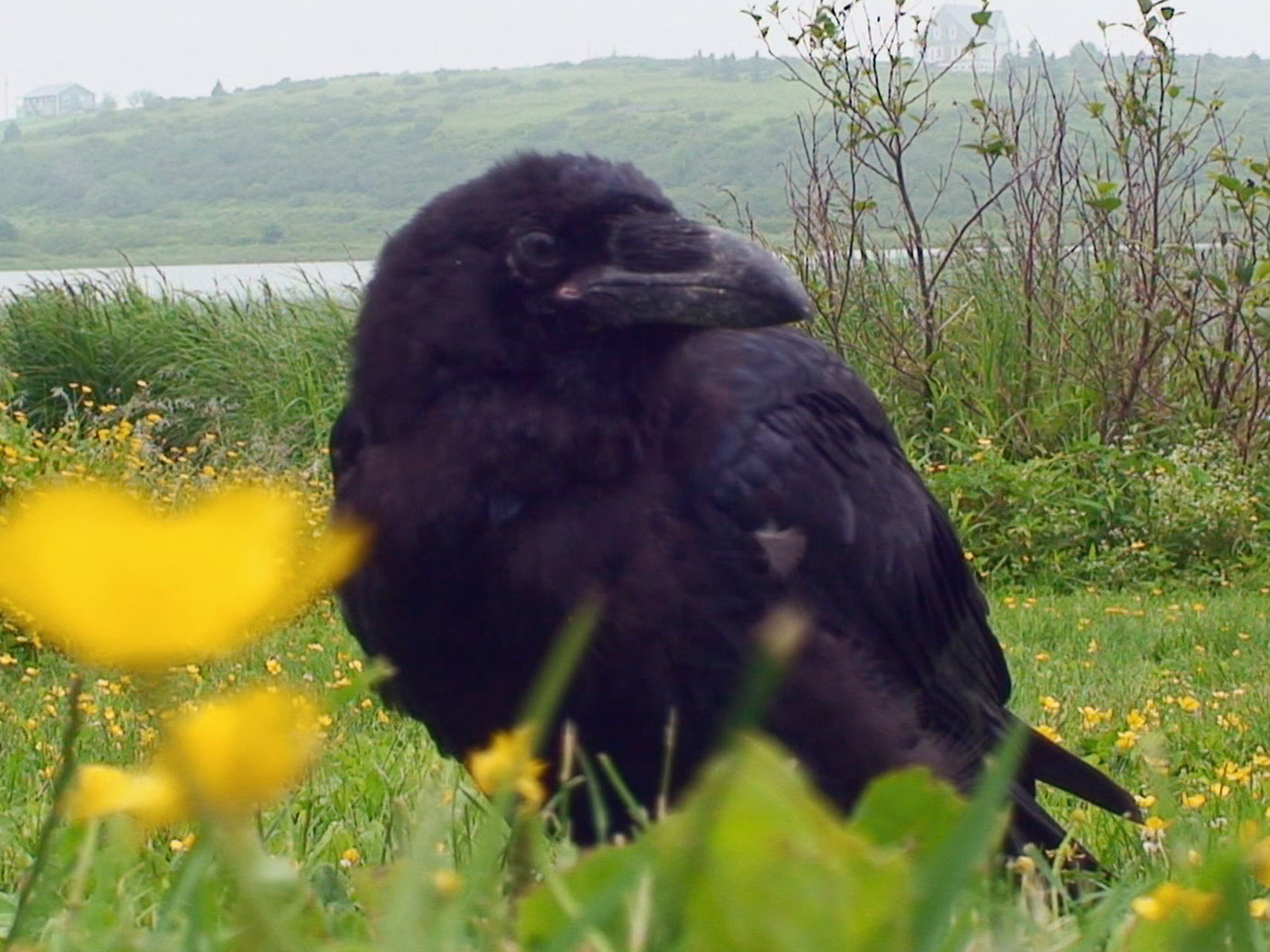 Prime Video Hope for Wildlife Season 2