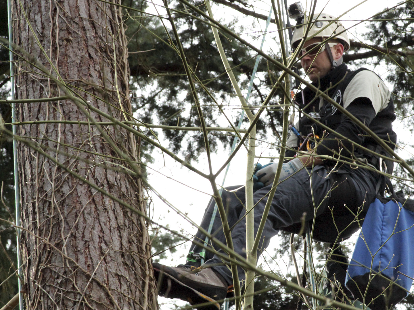 Prime Video Treetop Cat Rescue Season 1