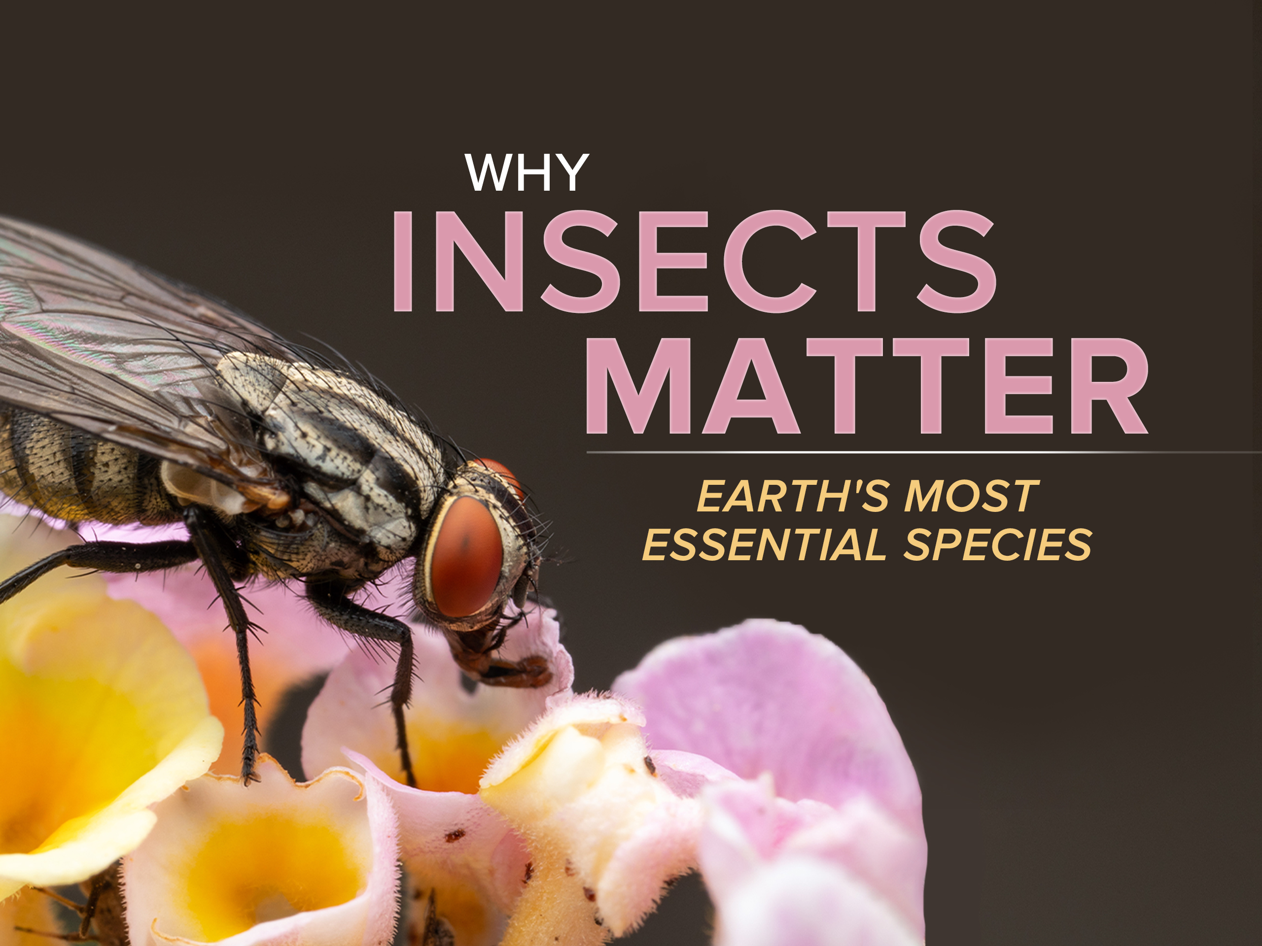 Prime Video Why Insects Matter Earth’s Most Essential Species