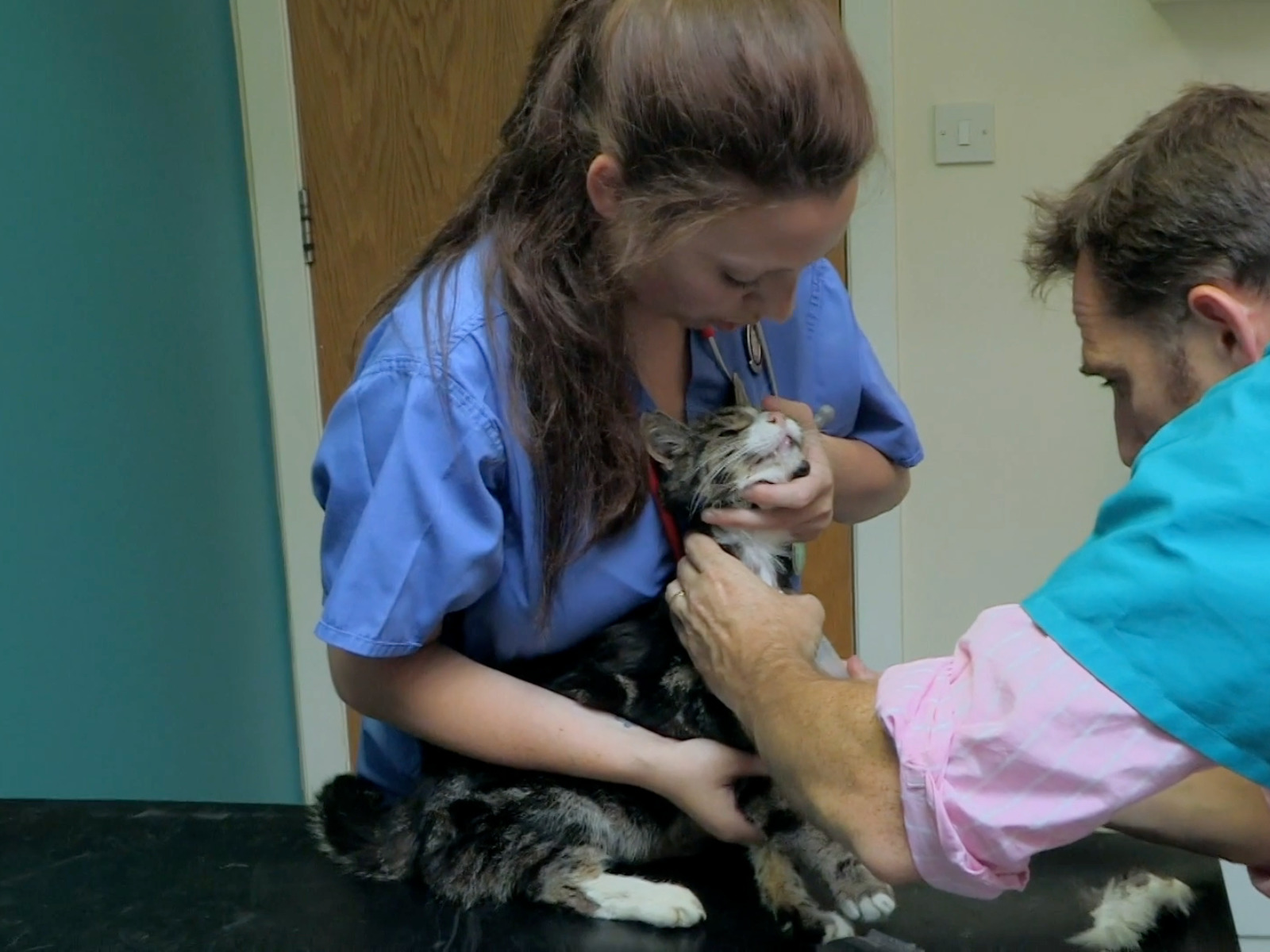 Prime Video It's A Vet's Life