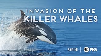 Invasion of the Killer Whales