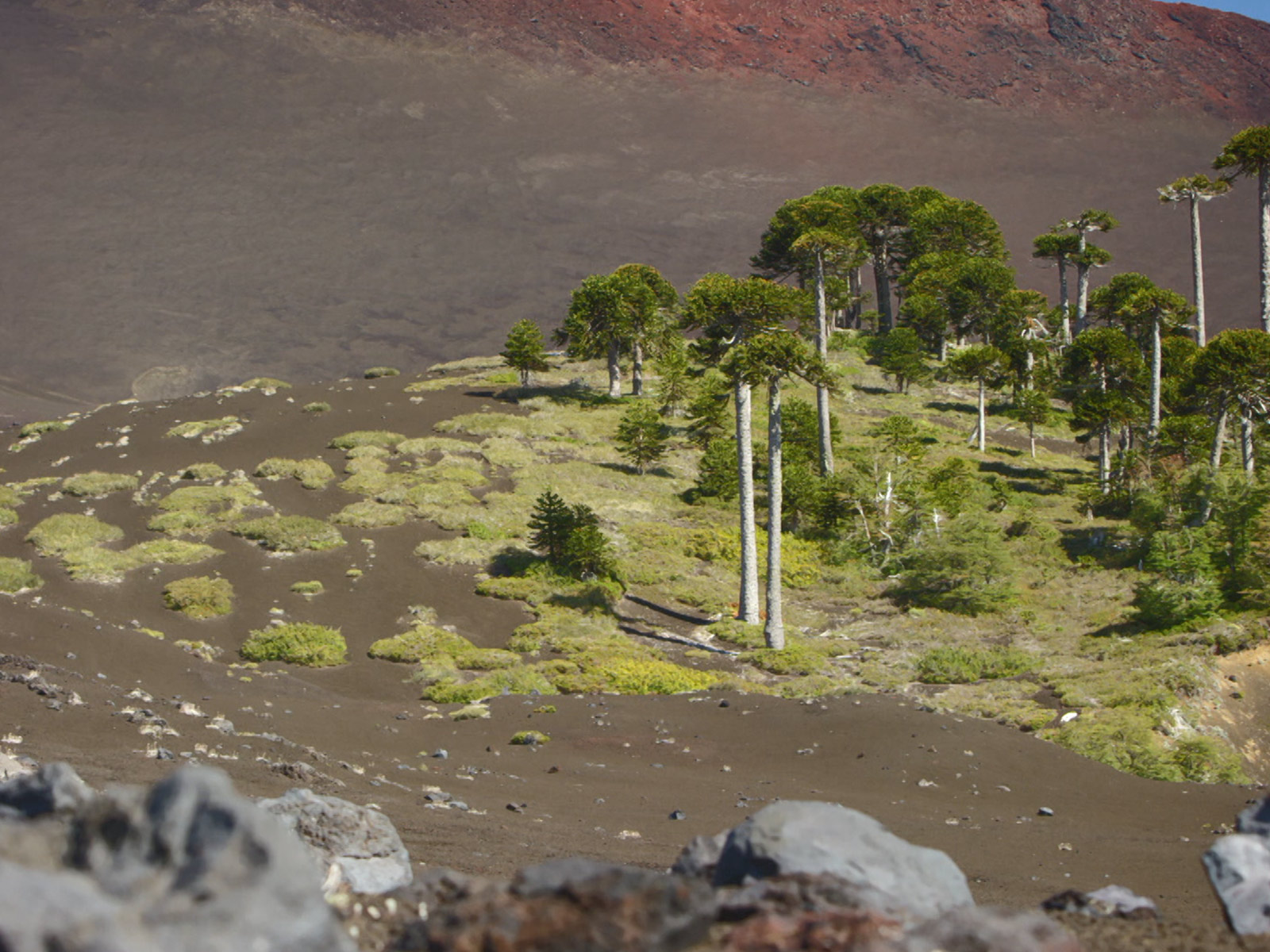 Prime Video Wild Patagonia Season 1