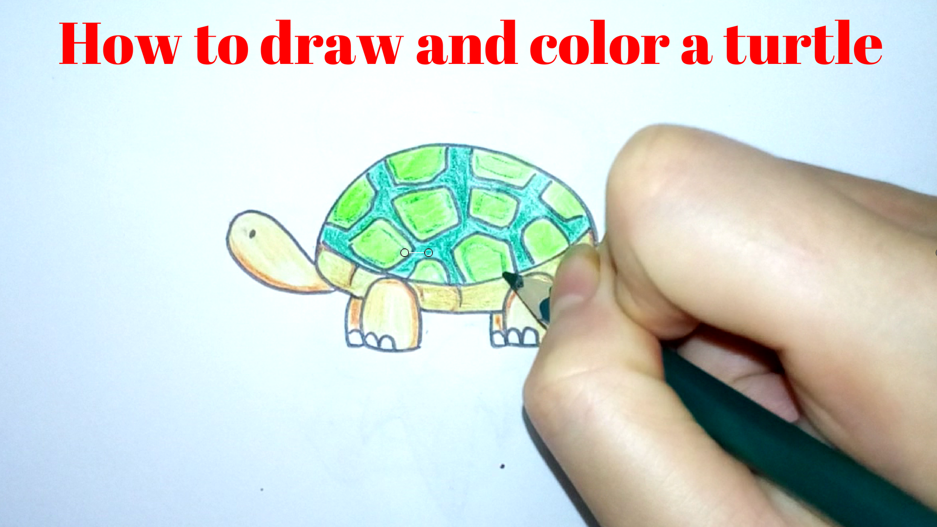 How To Draw And Color A Turtle How To Draw And Color A Turtle