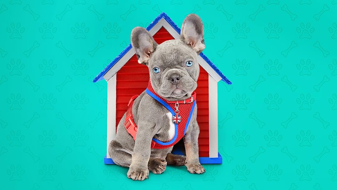 Watch The Dog House UK Season 2 Prime Video