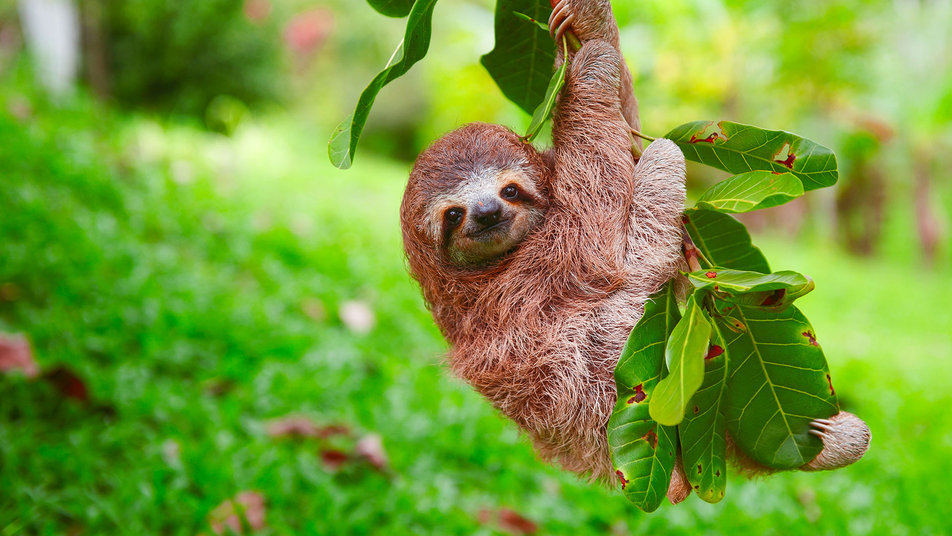 Prime Video Nature's Miracle Orphans Season 2