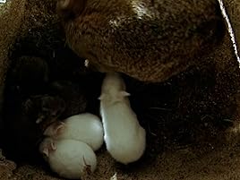 Animaux Plaines Interieures