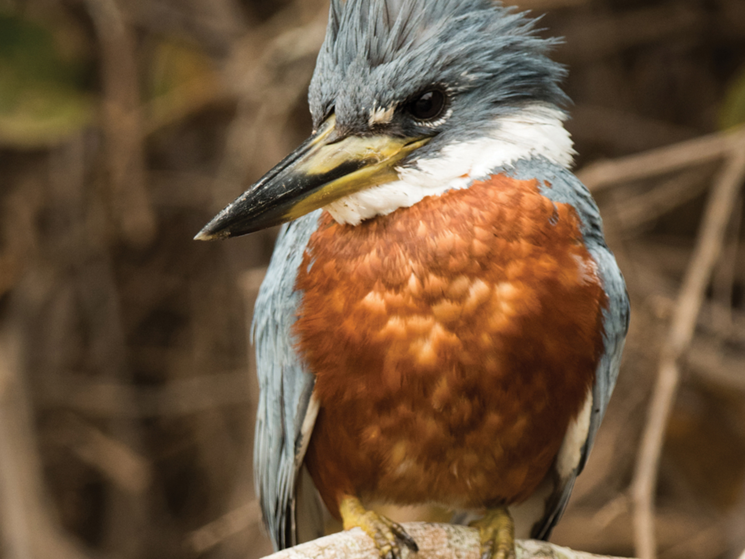 Prime Video: The National Geographic Guide to Birding in North America