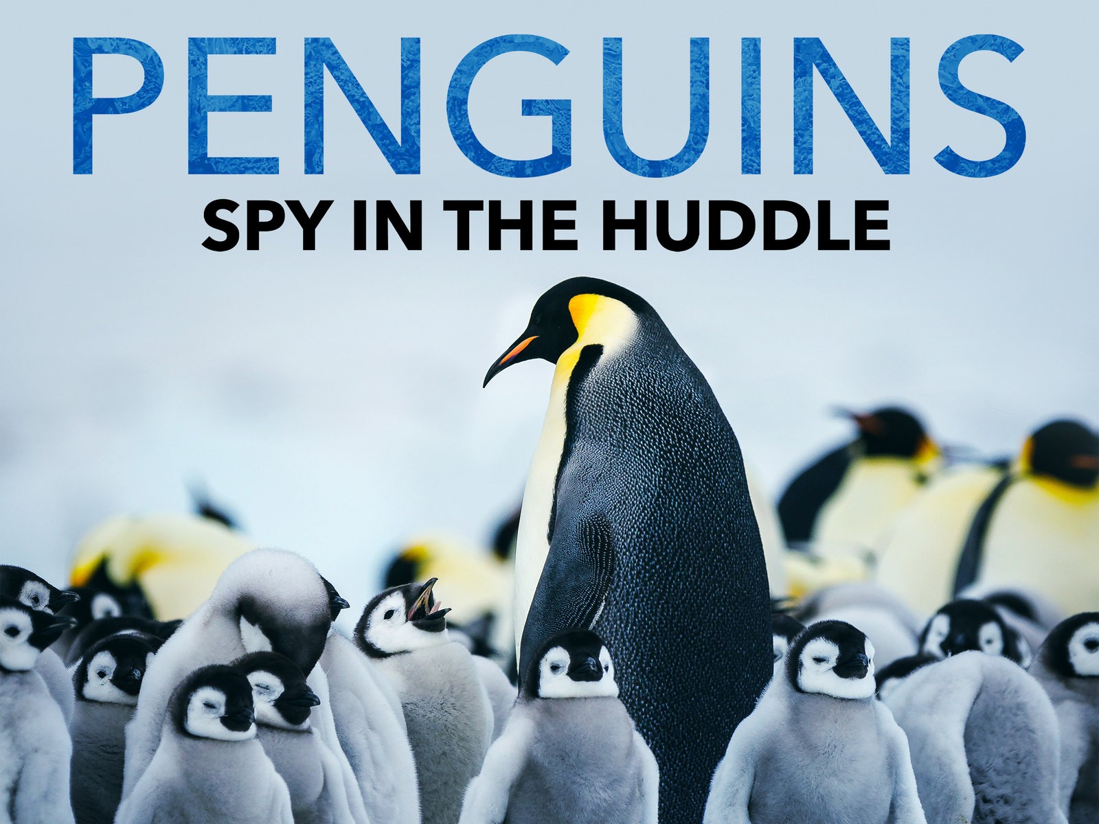 Prime Video: Penguins - Spy In The Huddle - Season 1