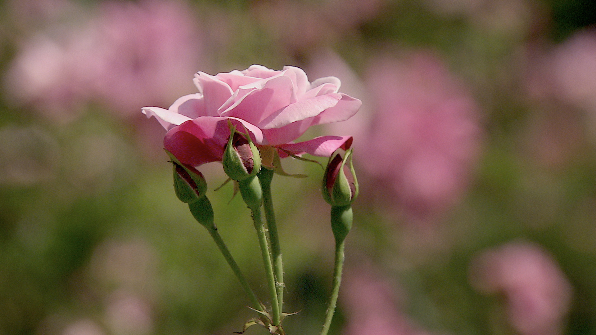 Watch Rose Queen of Flowers Prime Video