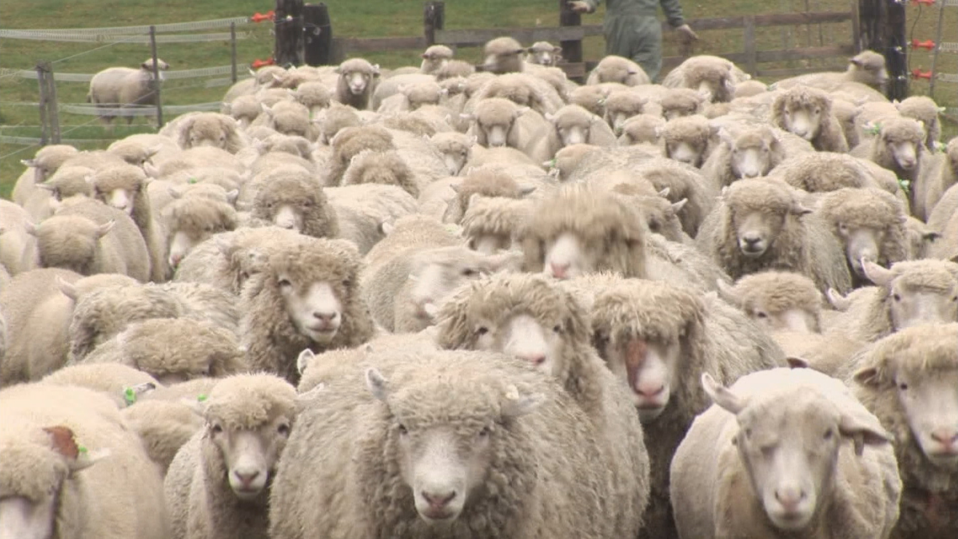 Amazon Co Jp ひつじがすき 日本のひつじ牧場を観る Prime Video Amazon Co Jp ひつじがすき 日本のひつじ牧場を観る Prime Video