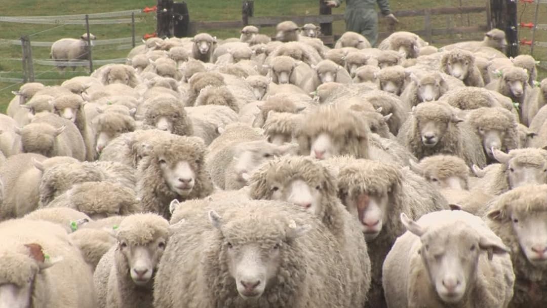 Amazon Co Jp ひつじがすき 日本のひつじ牧場を観る Prime Video