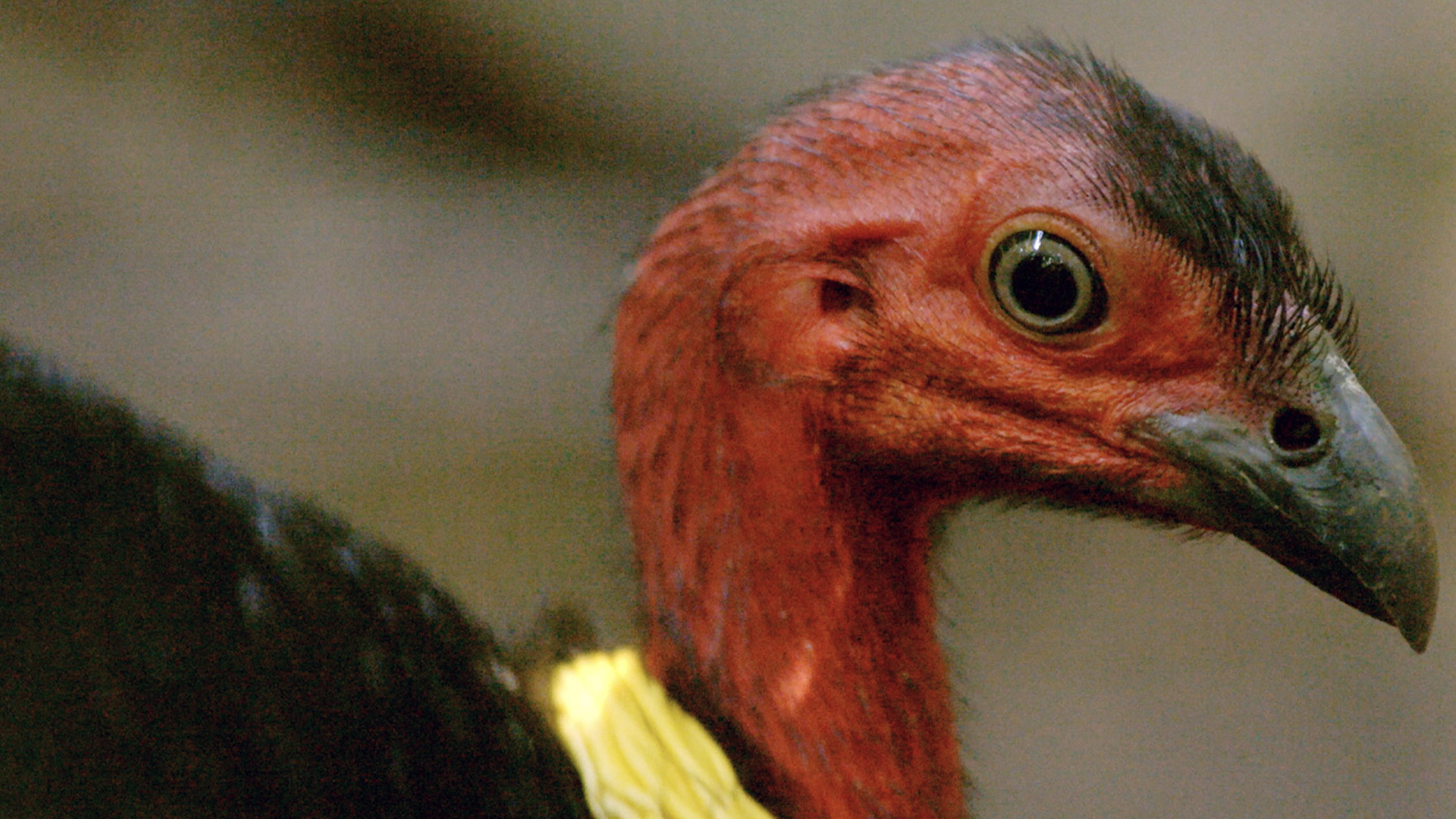 Prime Video Wild Birds of Australia