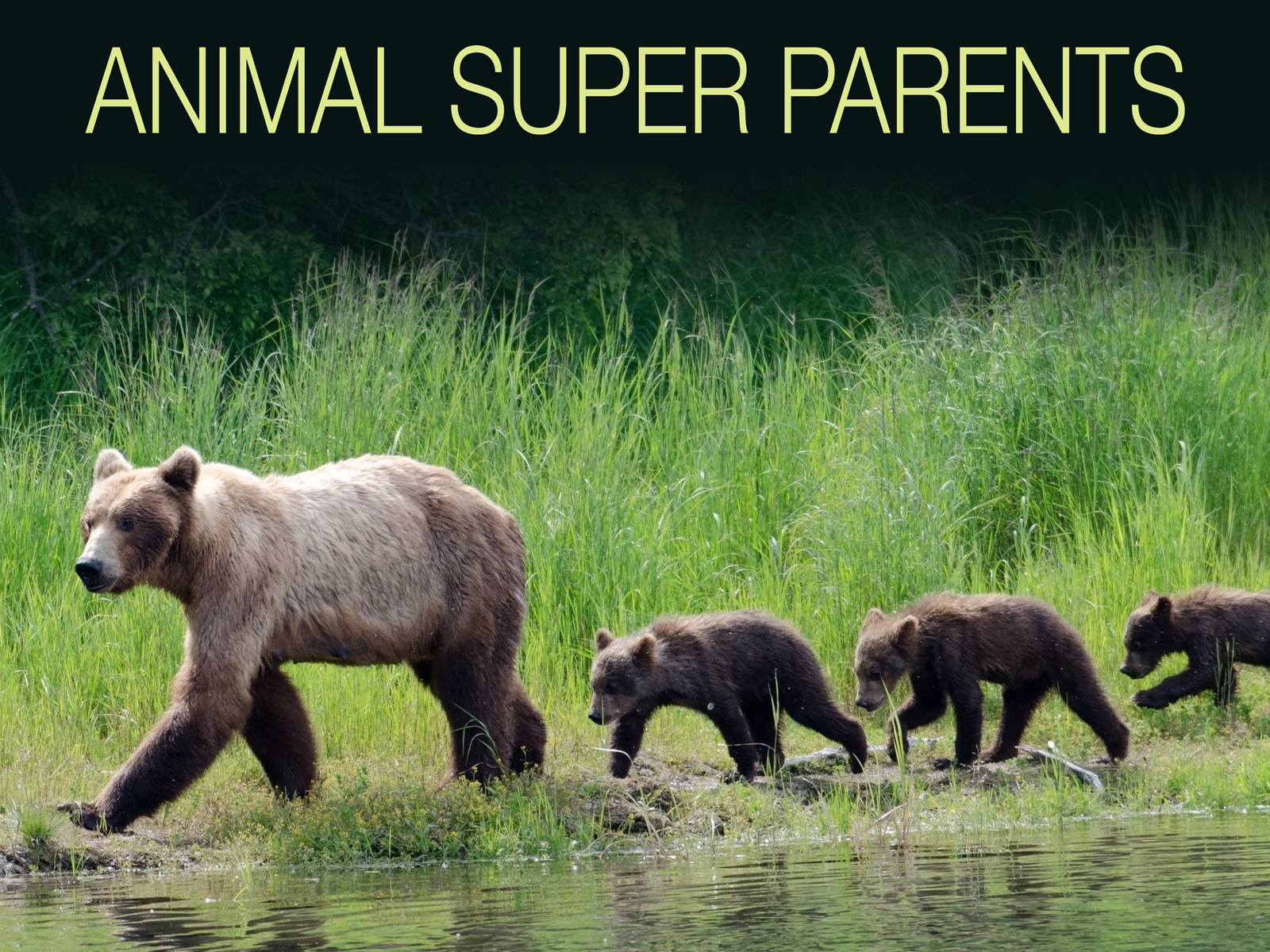 Prime Video: Animal Super Parents - Season 1
