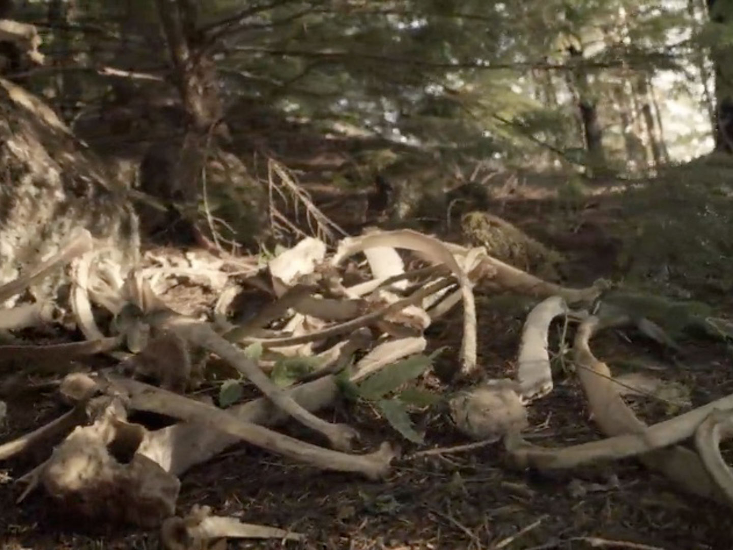 Prime Video: Expedition Bigfoot - Season 3