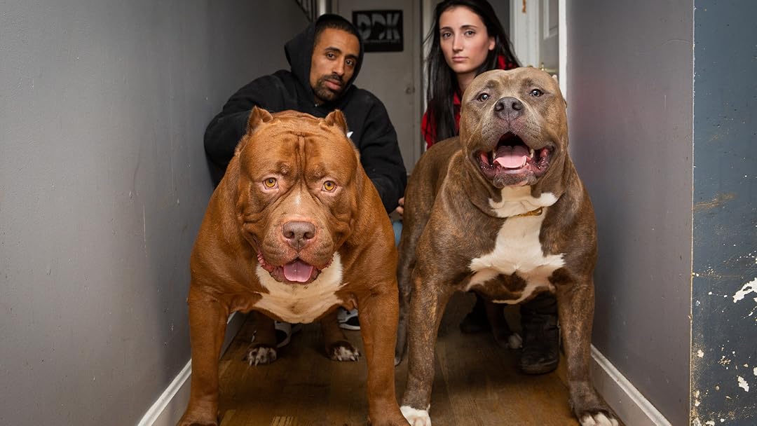 How Much Is Hulk Pitbull Worth