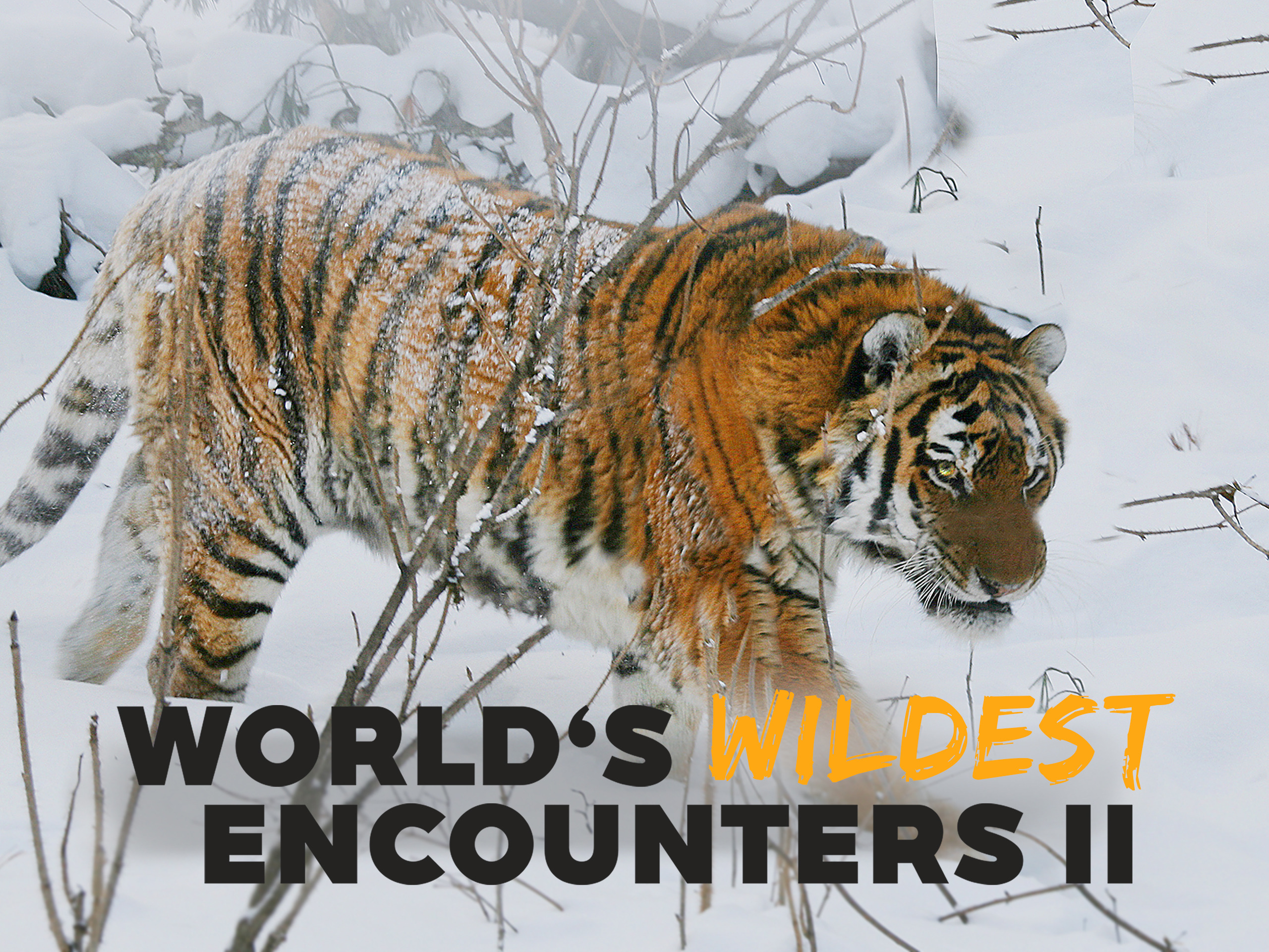 Prime Video World's Wildest Encounters