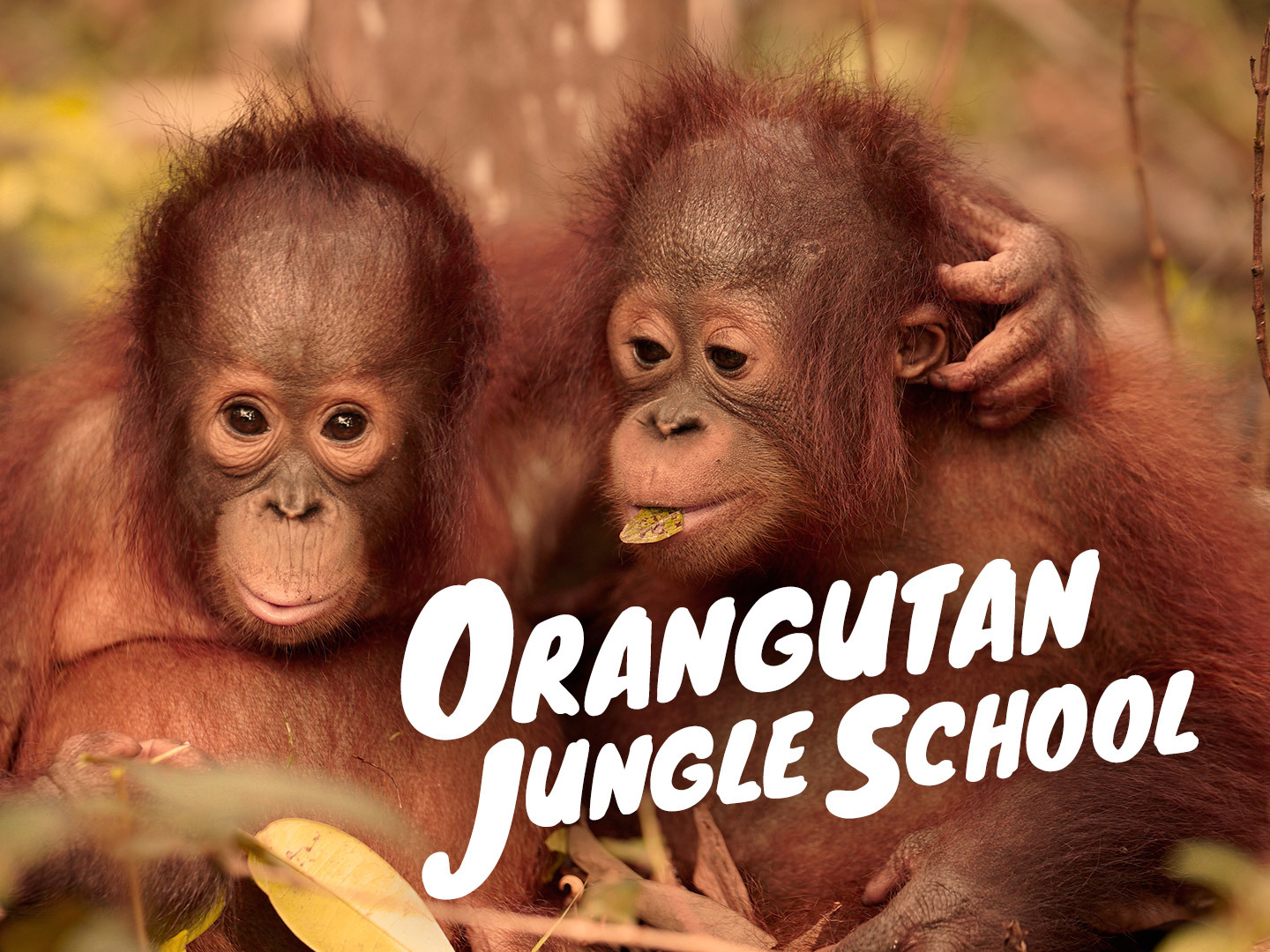 Prime Video Orangutan Jungle School