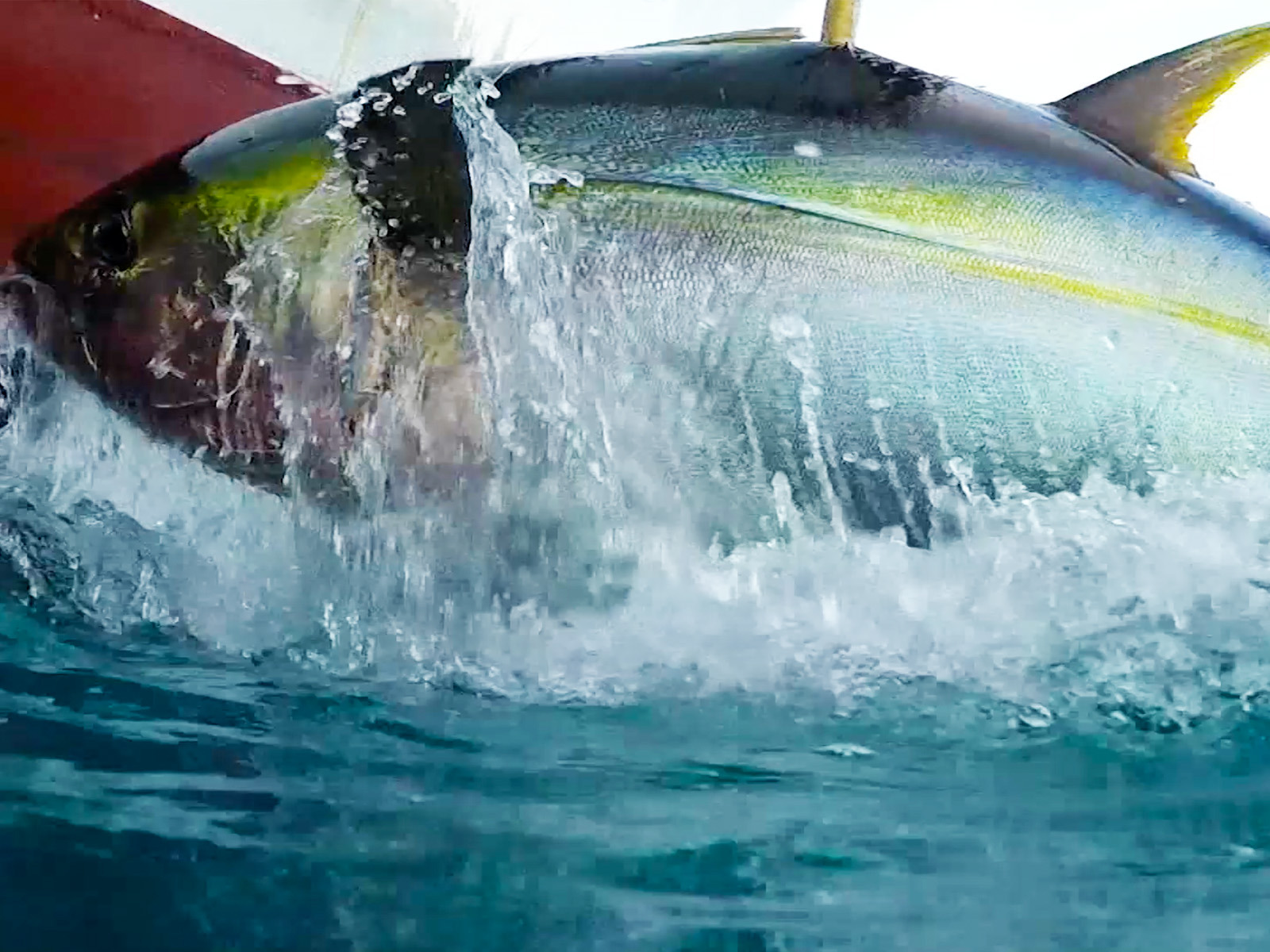 prime video inside sportfishing below the border