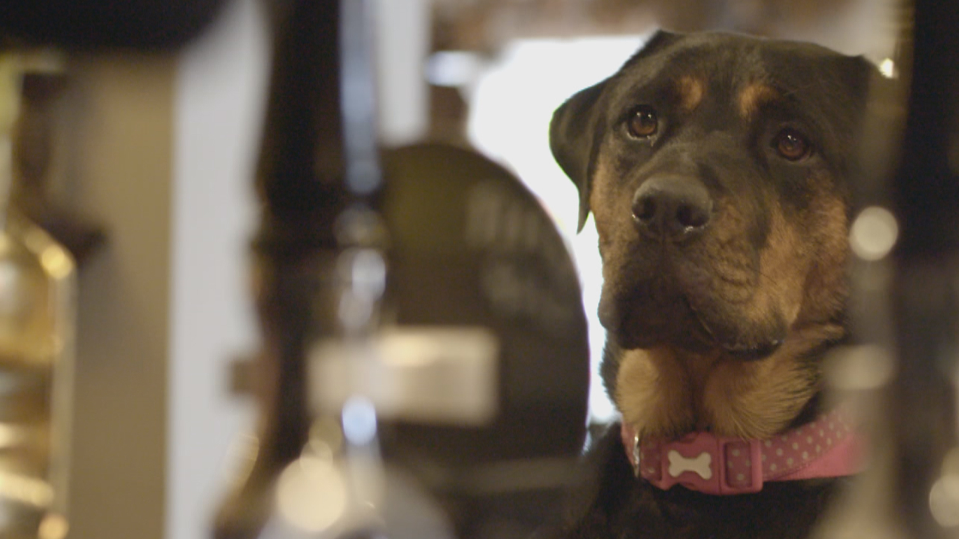 Watch Dog School Prime Video