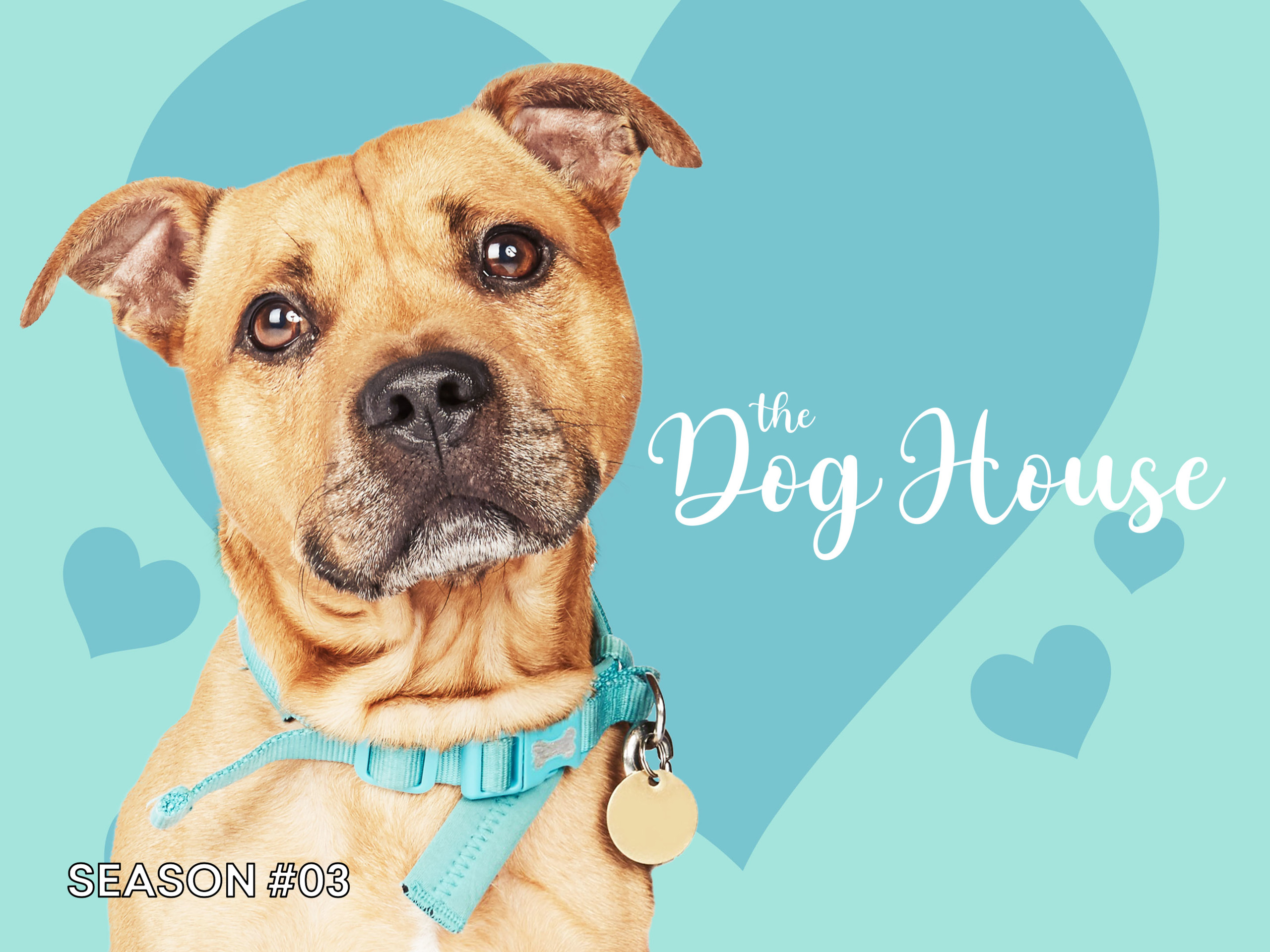 Prime Video The Dog House Season 3