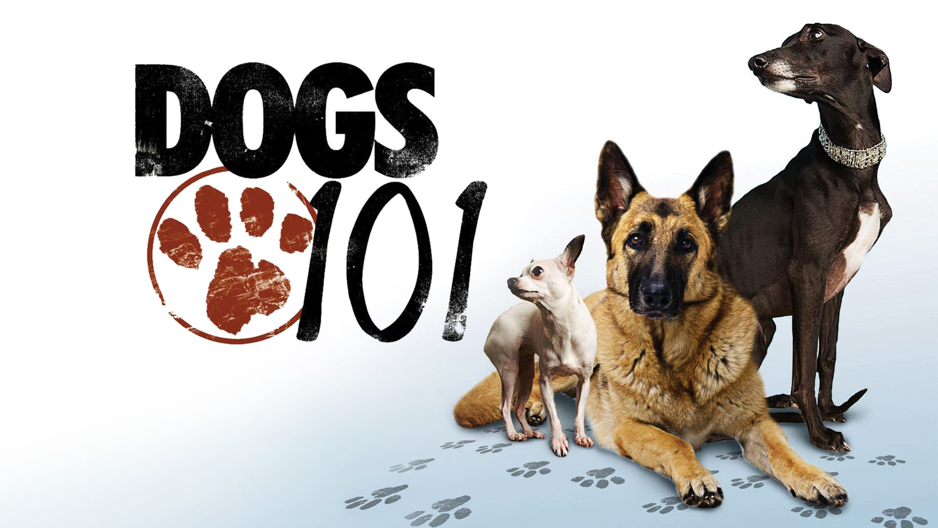 Год собаки какие бывают. Стихи на год собаки. 101 dogs фирма собачья. Год собаки года рождения. Календарь собака.