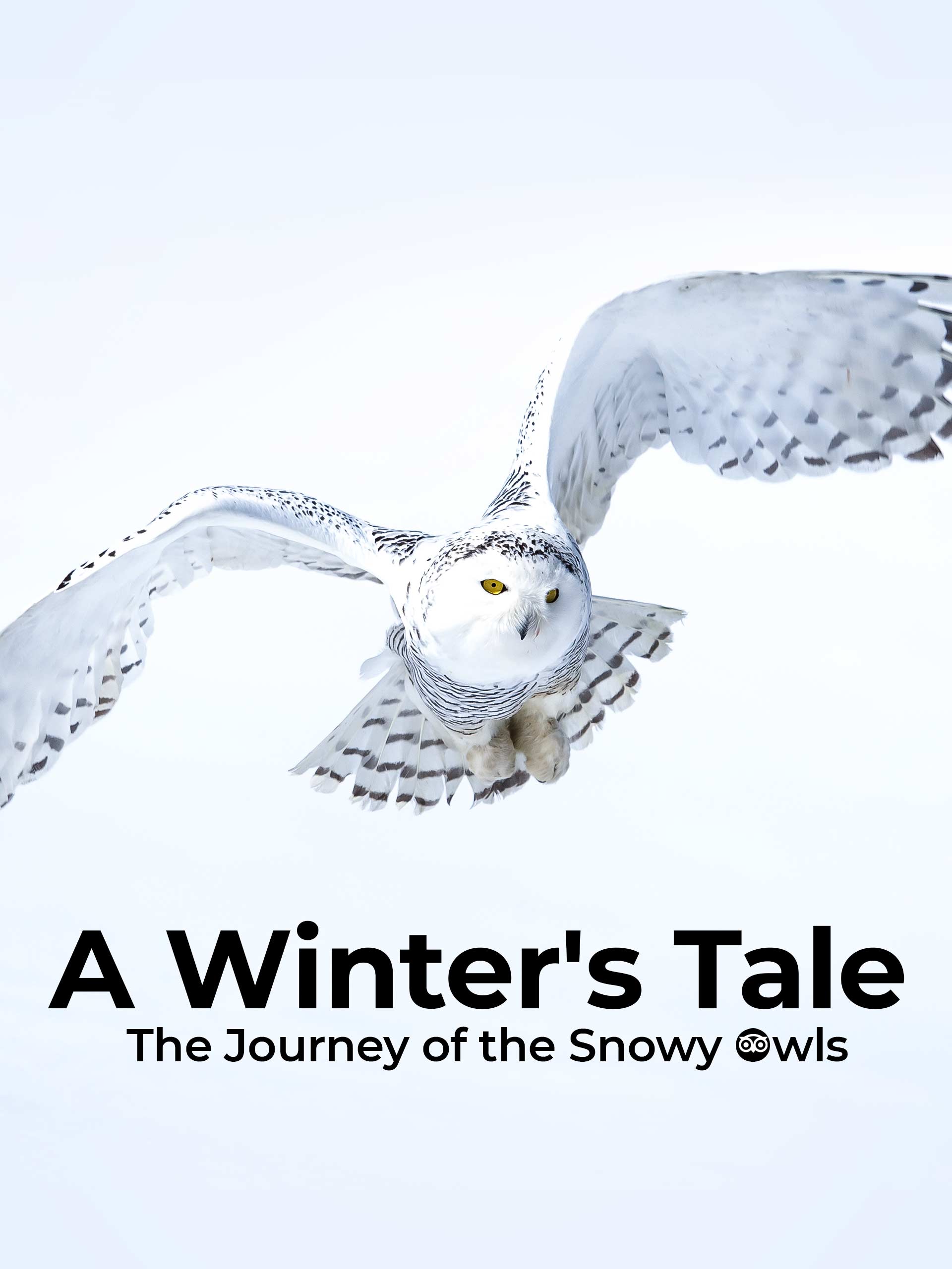 Prime Video A Winter's Tale The Journey of the Snowy Owls