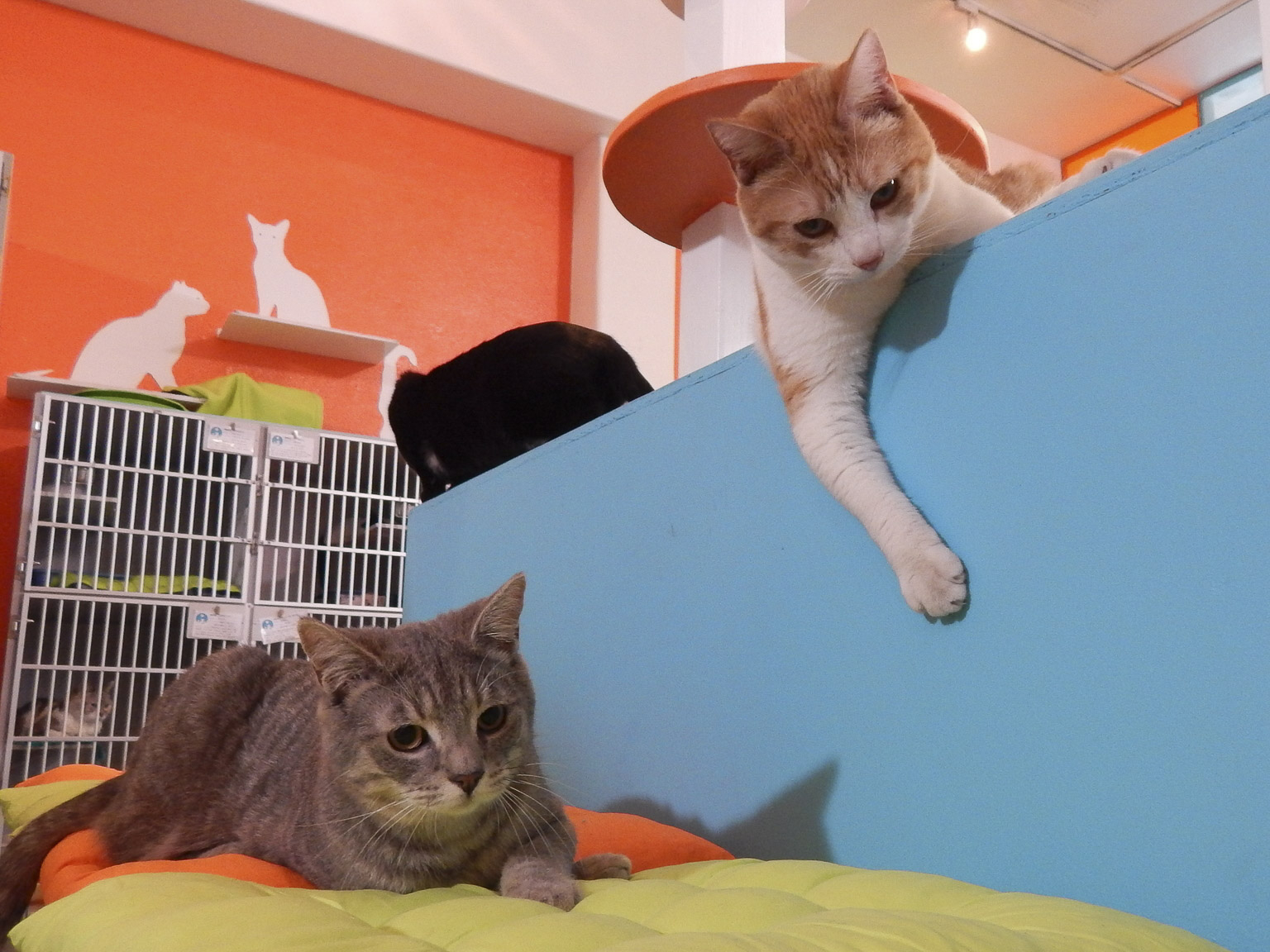 Prime Video My Cat From Hell Season 7