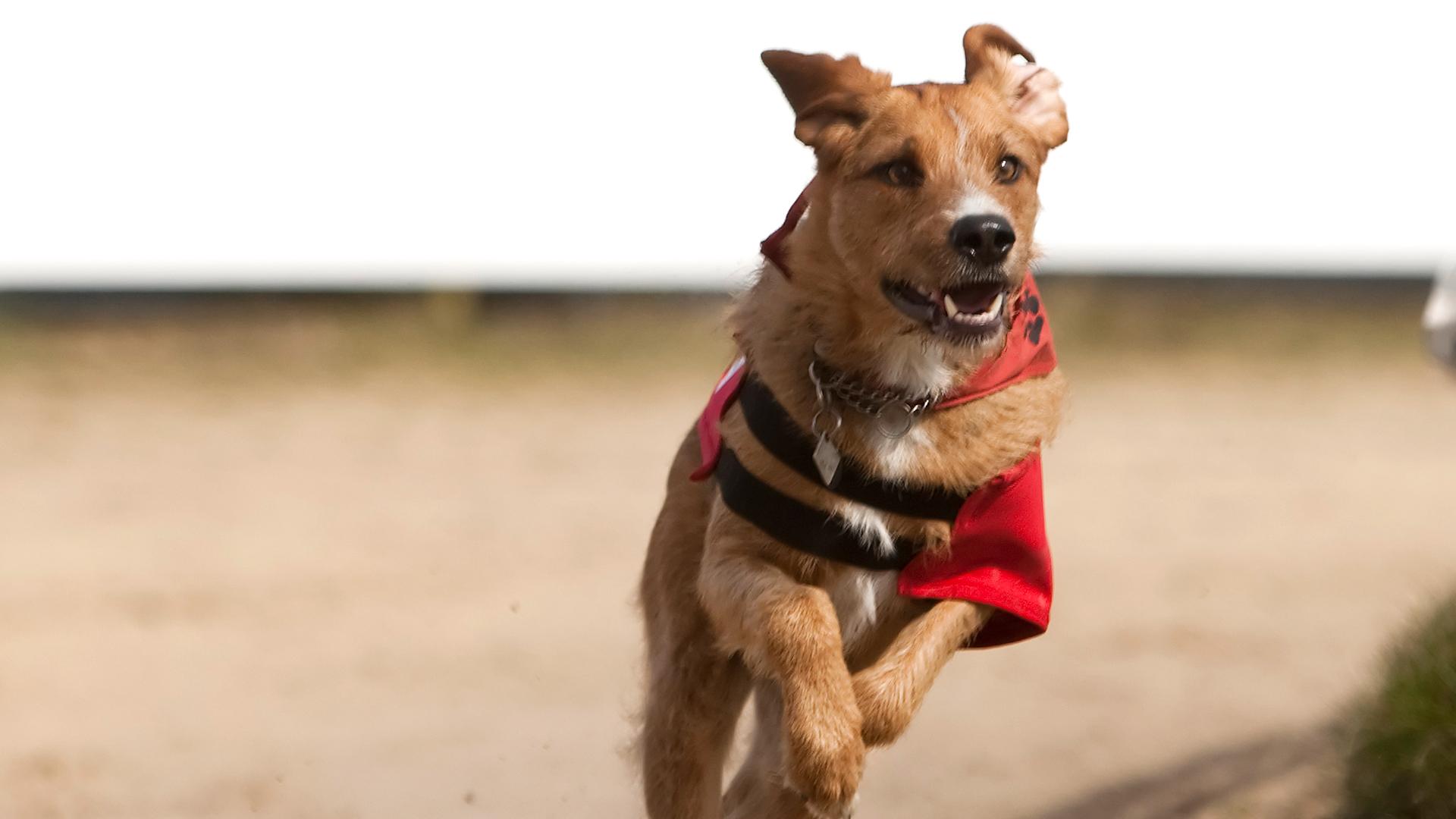 Prime Video Storm Una Tempesta a 4 Zampe