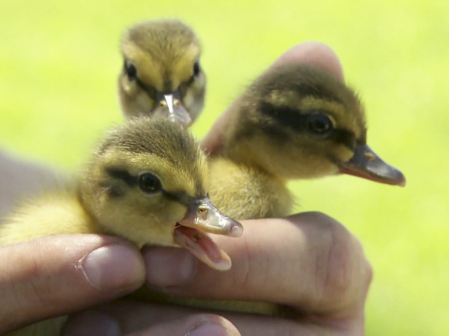 Prime Video Animal Cops Phoenix Season 20