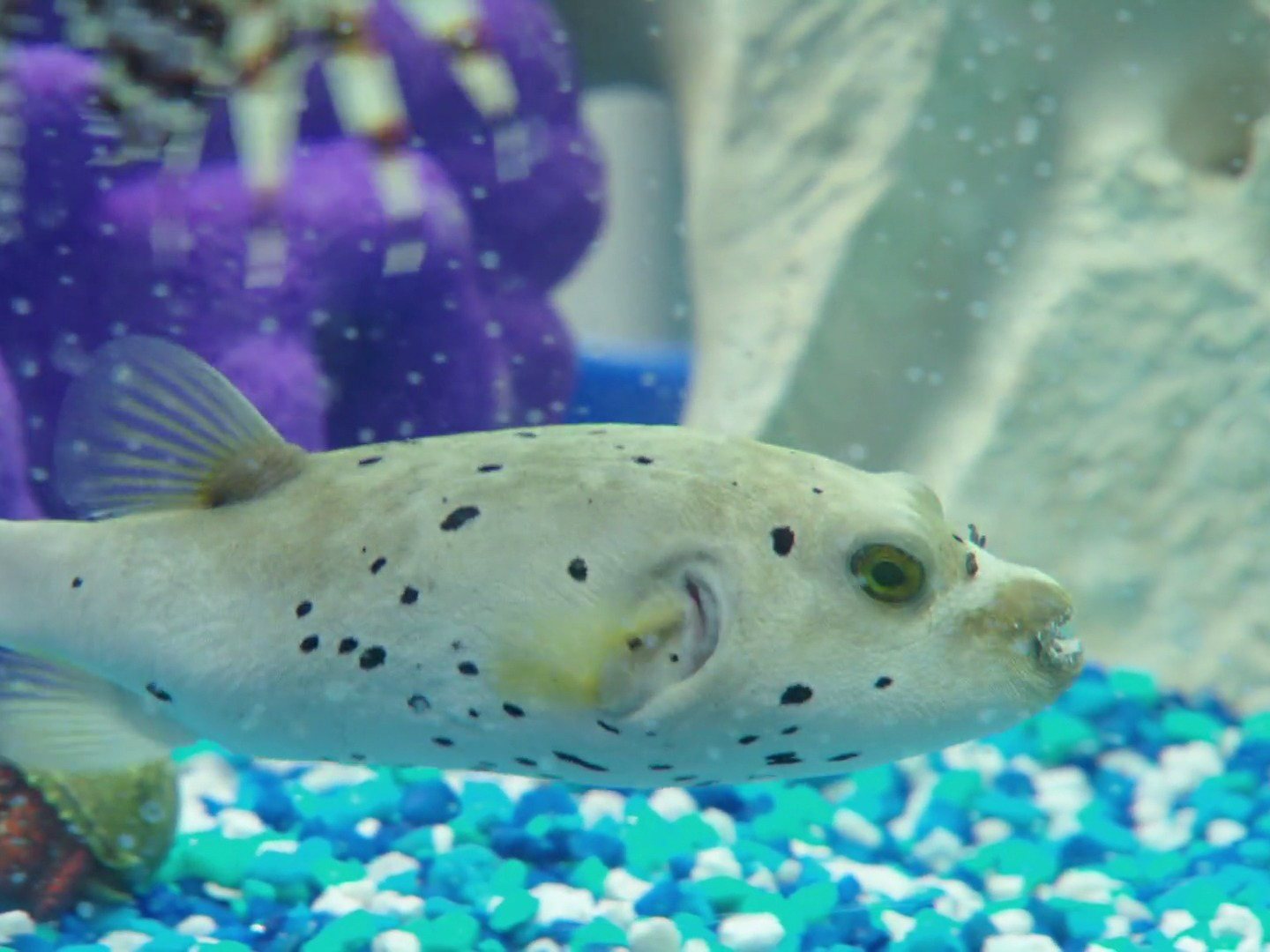 Prime Video Tanked Season 2