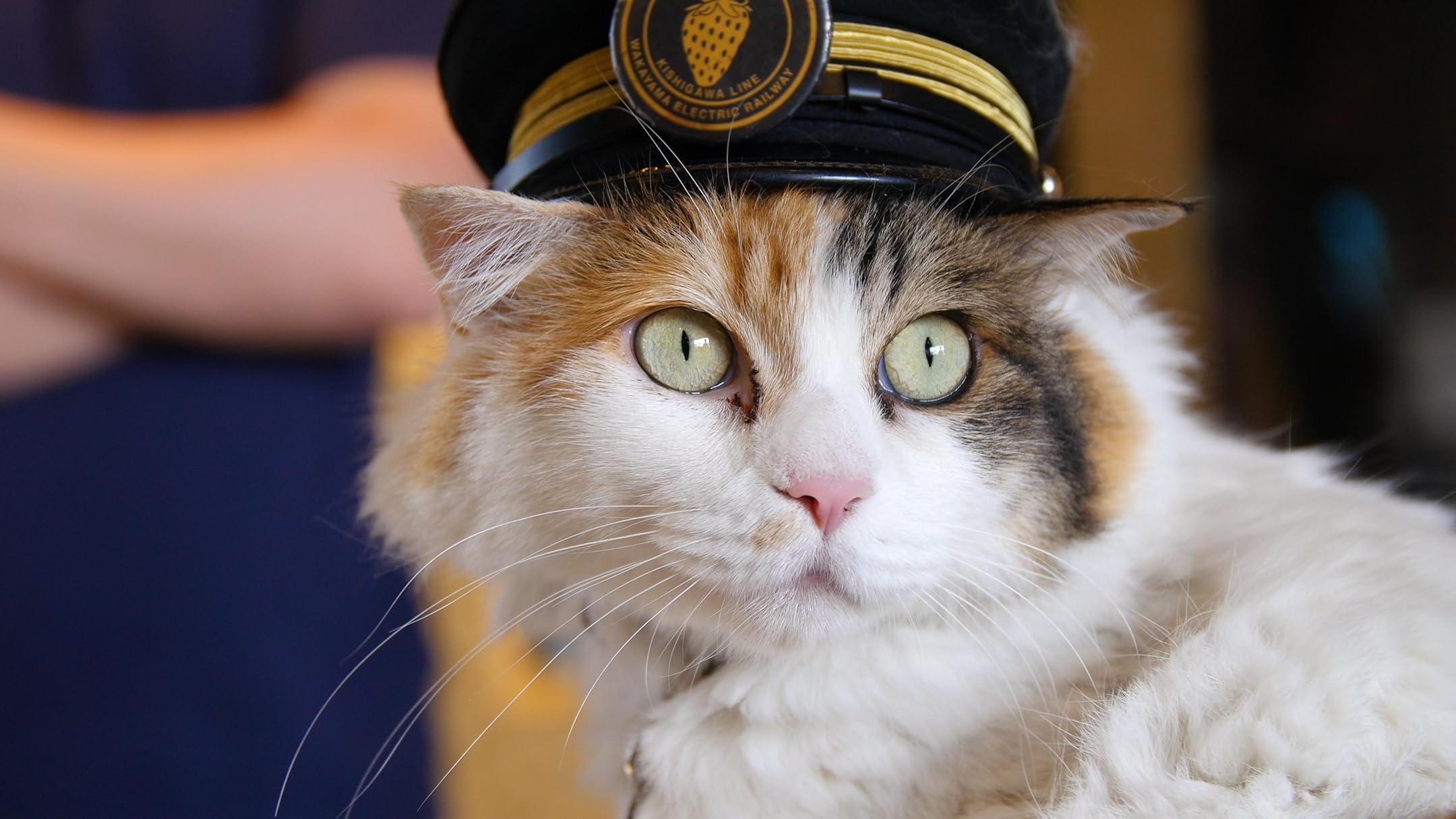 Amazon.co.jp 猫の国 (Cat Nation)を観る Prime Video