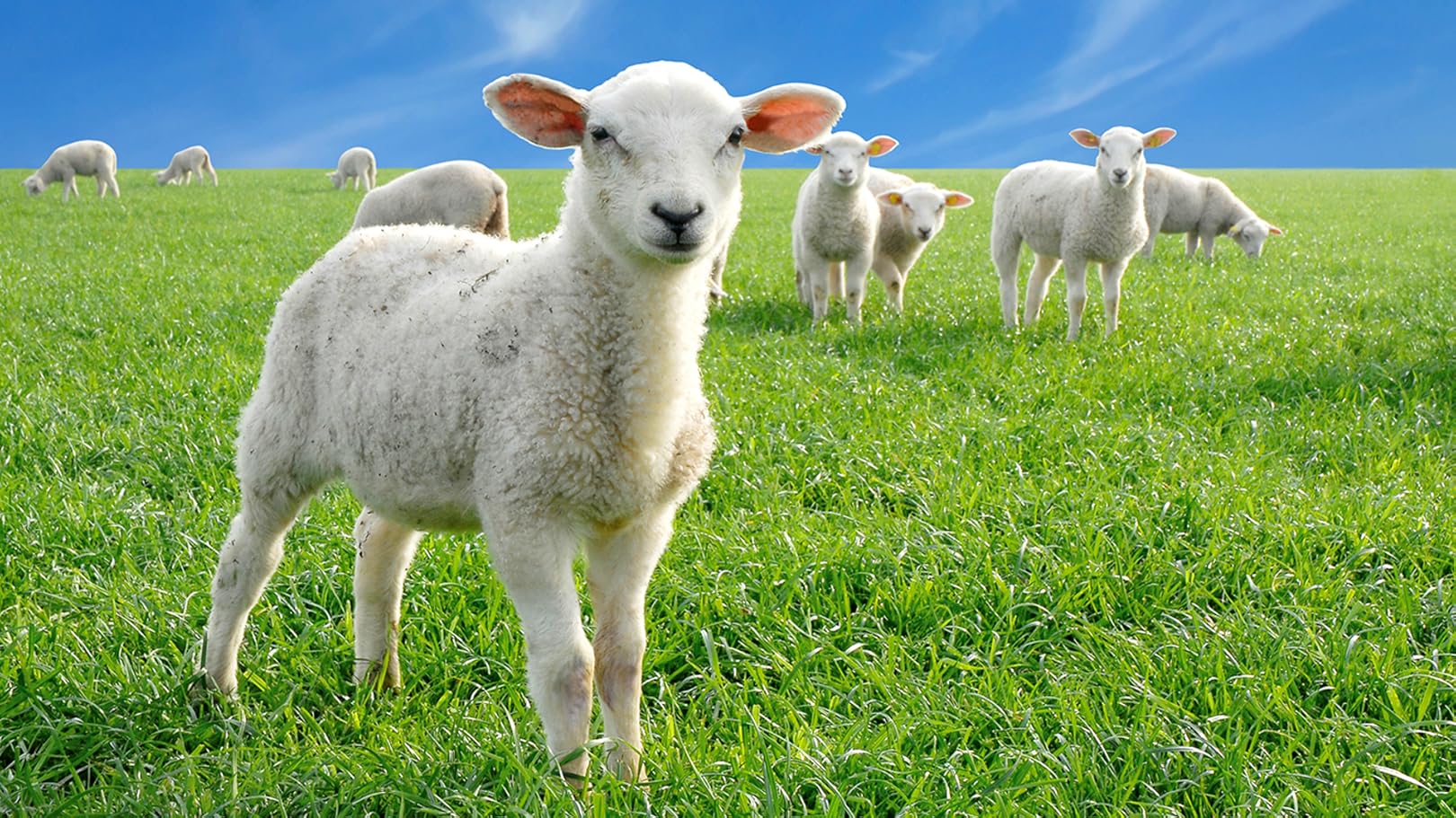 Amazon.de Worlds Nature Europas traumhafte Natur ansehen Prime Video