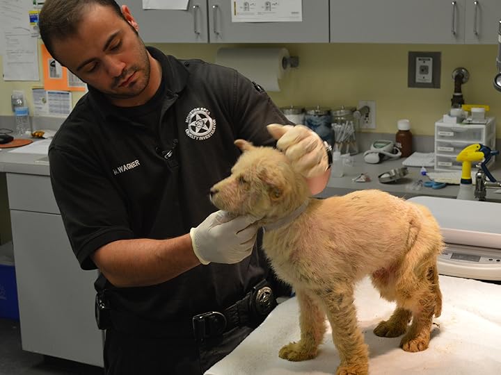 Prime Video Animal Cops Houston Season 9