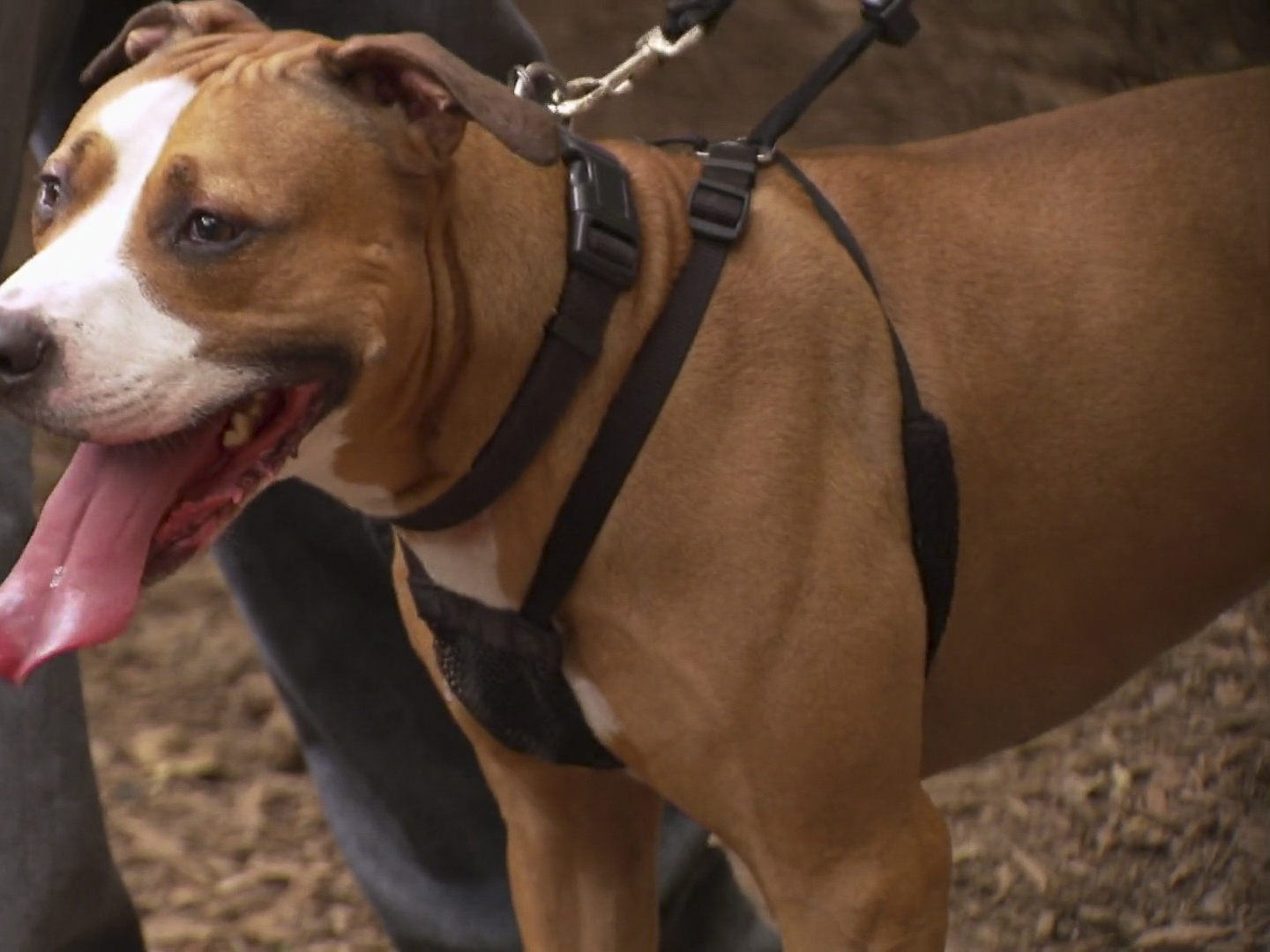 victoria stilwell dog harness