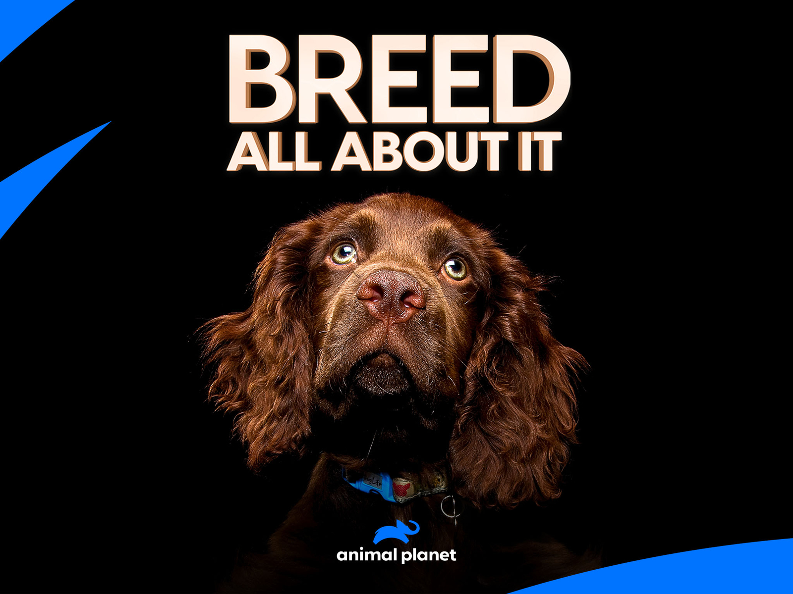 prime-video-breed-all-about-it-season-2