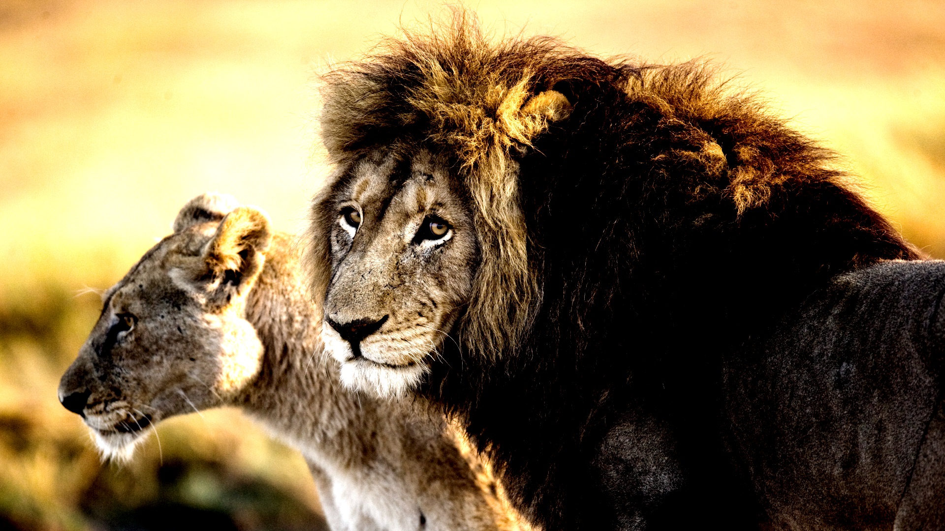 Share 79+ watch wild animals live latest