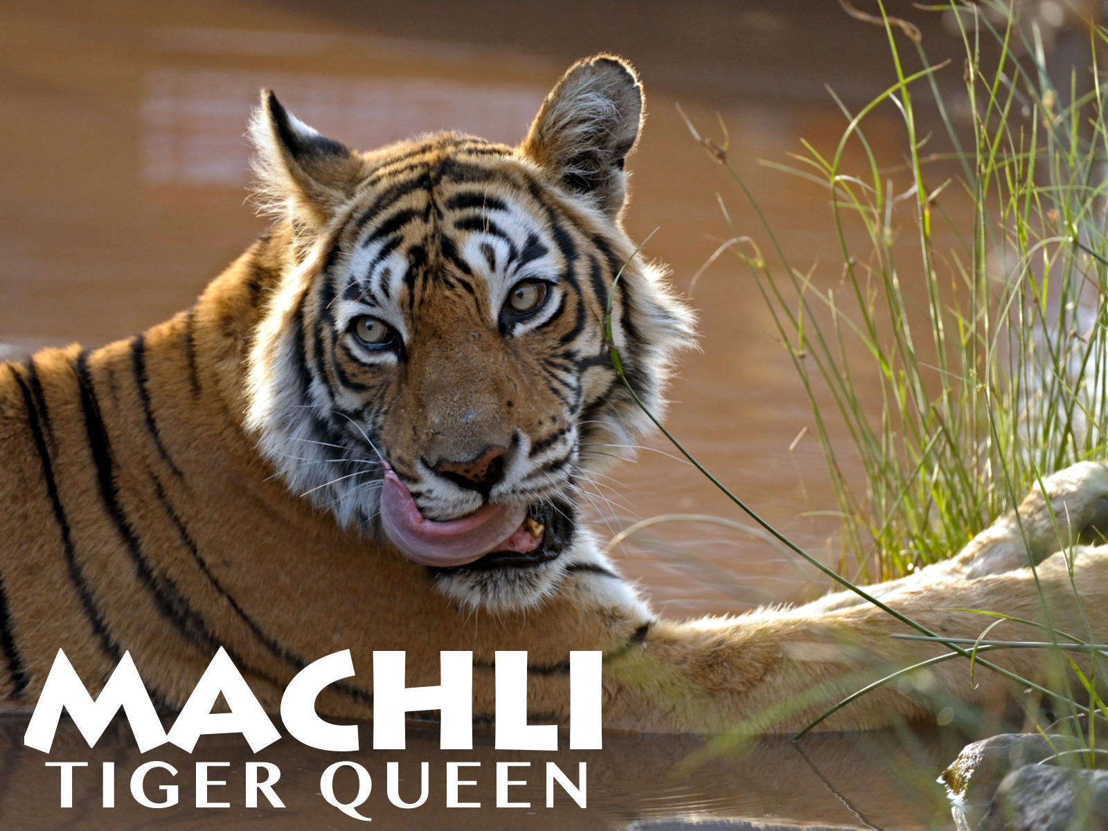 Prime Video: Machli: Tiger Queen, Season 1