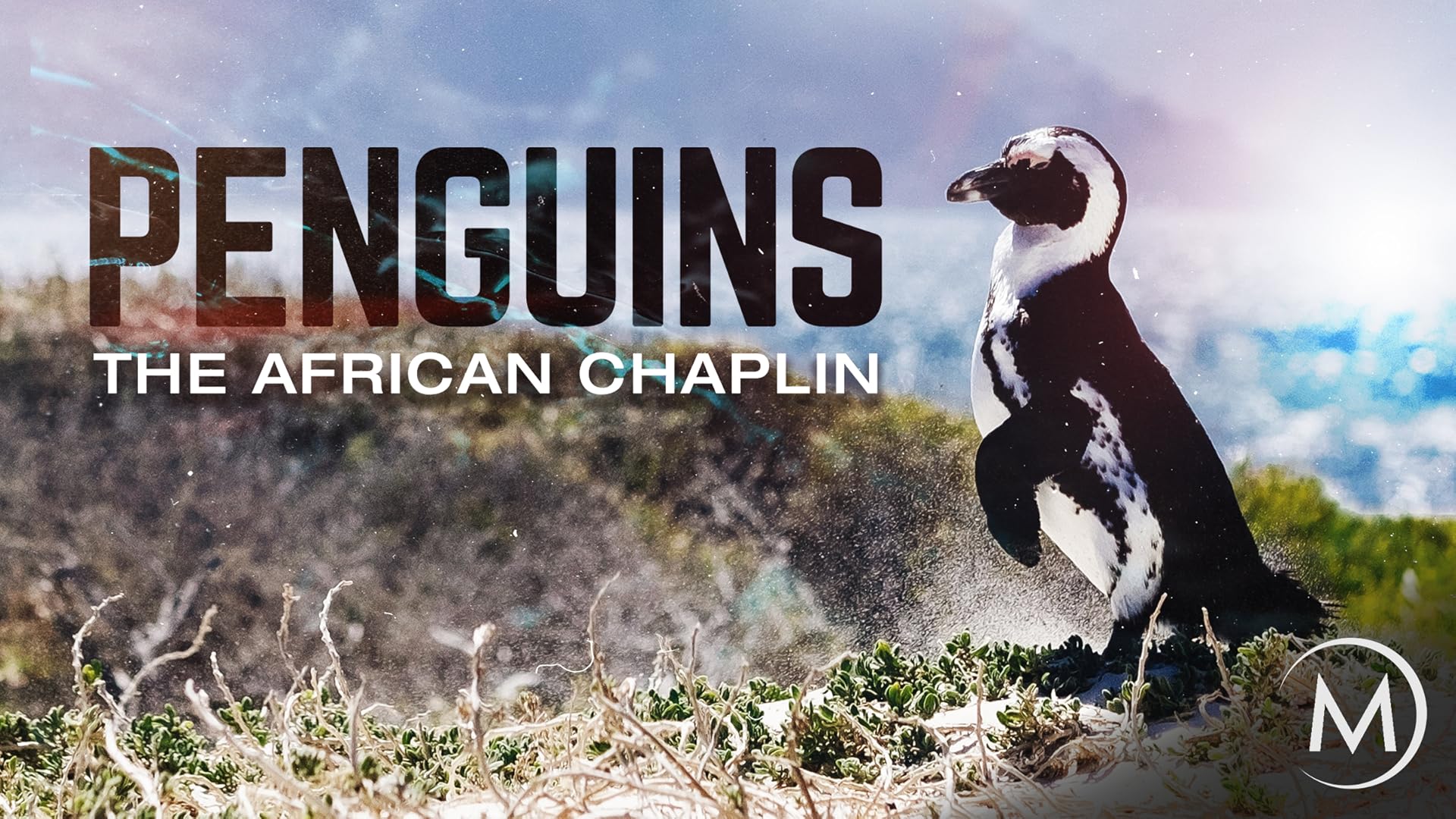 Watch Adventures Of The Penguin King Prime Video
