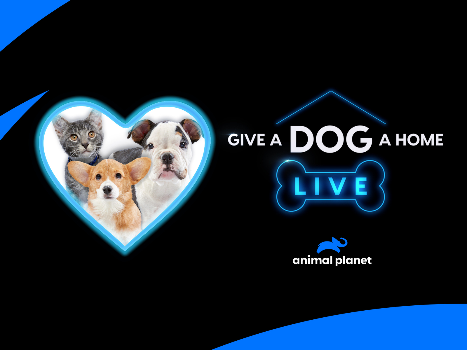 Prime Video Give a Dog a Home Live! Season 1