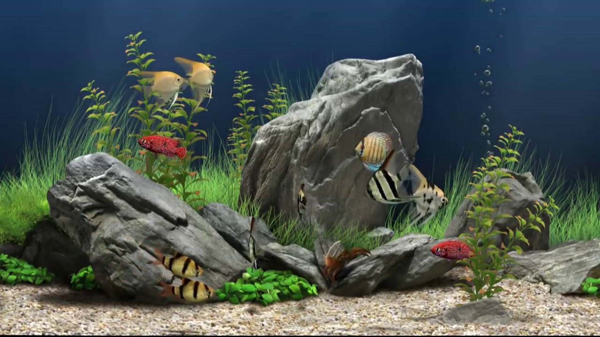 Watch Virtual Aquarium Fish Tank Prime Video