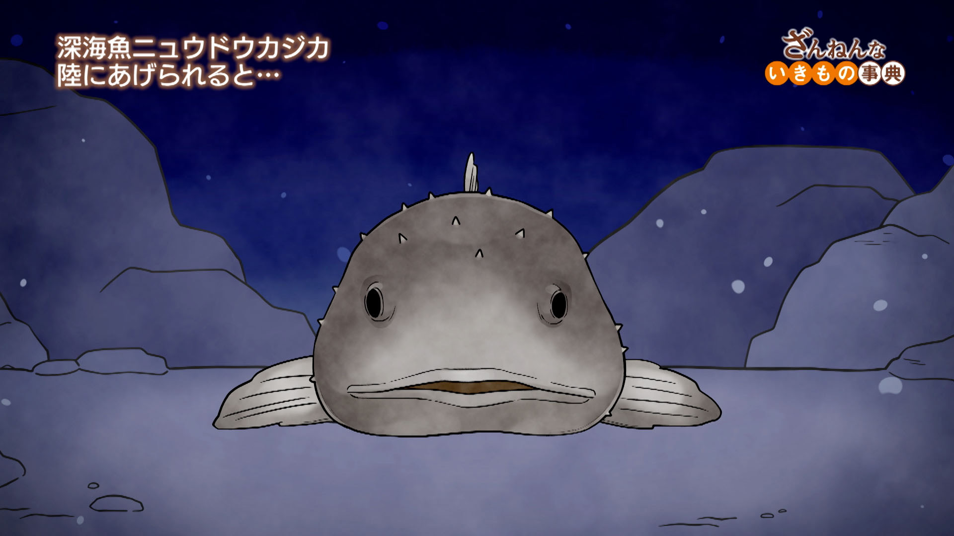 Amazon Co Jp ざんねんないきもの事典 第２シリーズ を観る Prime Video