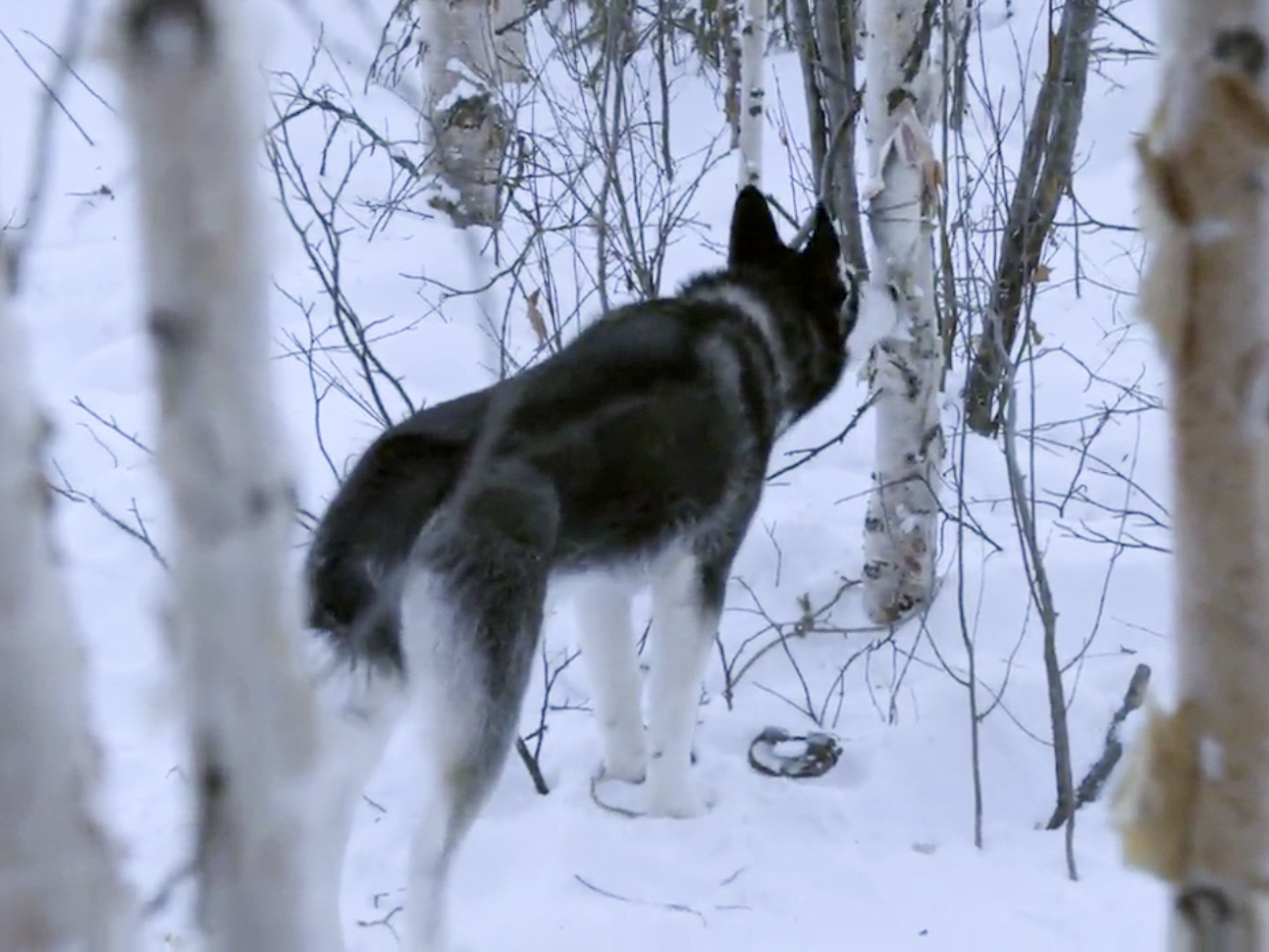 Prime Video: The Last Alaskans - Season 1